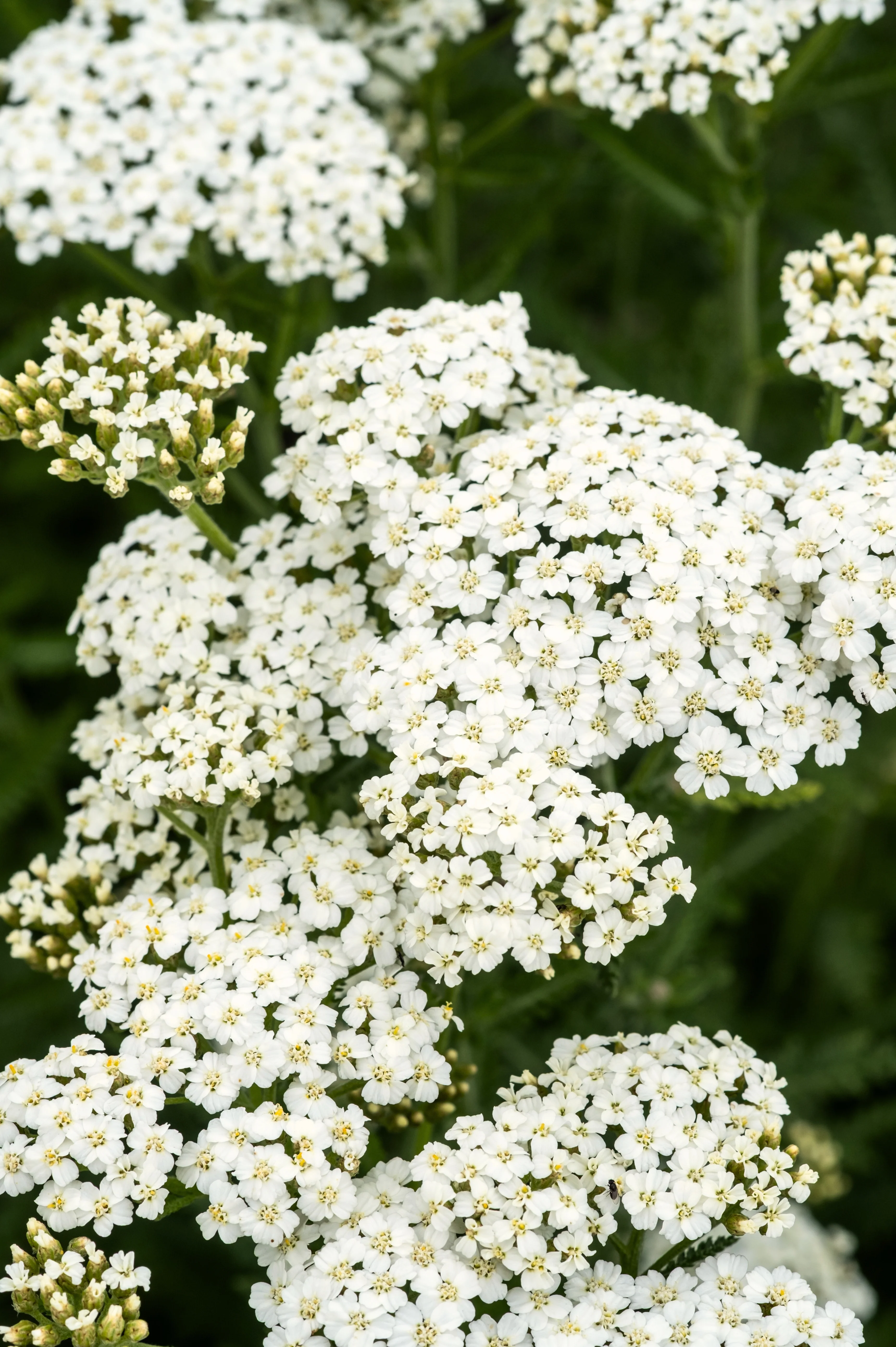 Achillea millefolium 'Schneetaler'