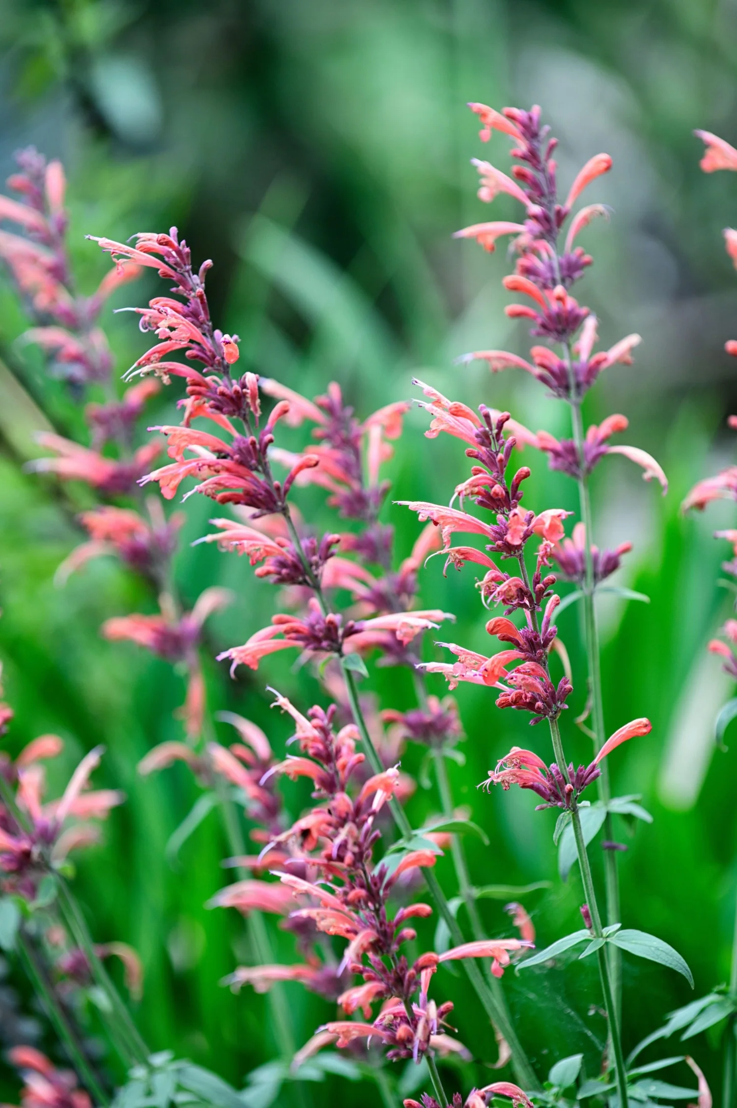 Agastache 'Fleur'
