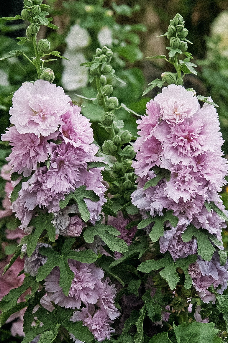Alcea rosea 'spring celebrity lilac'