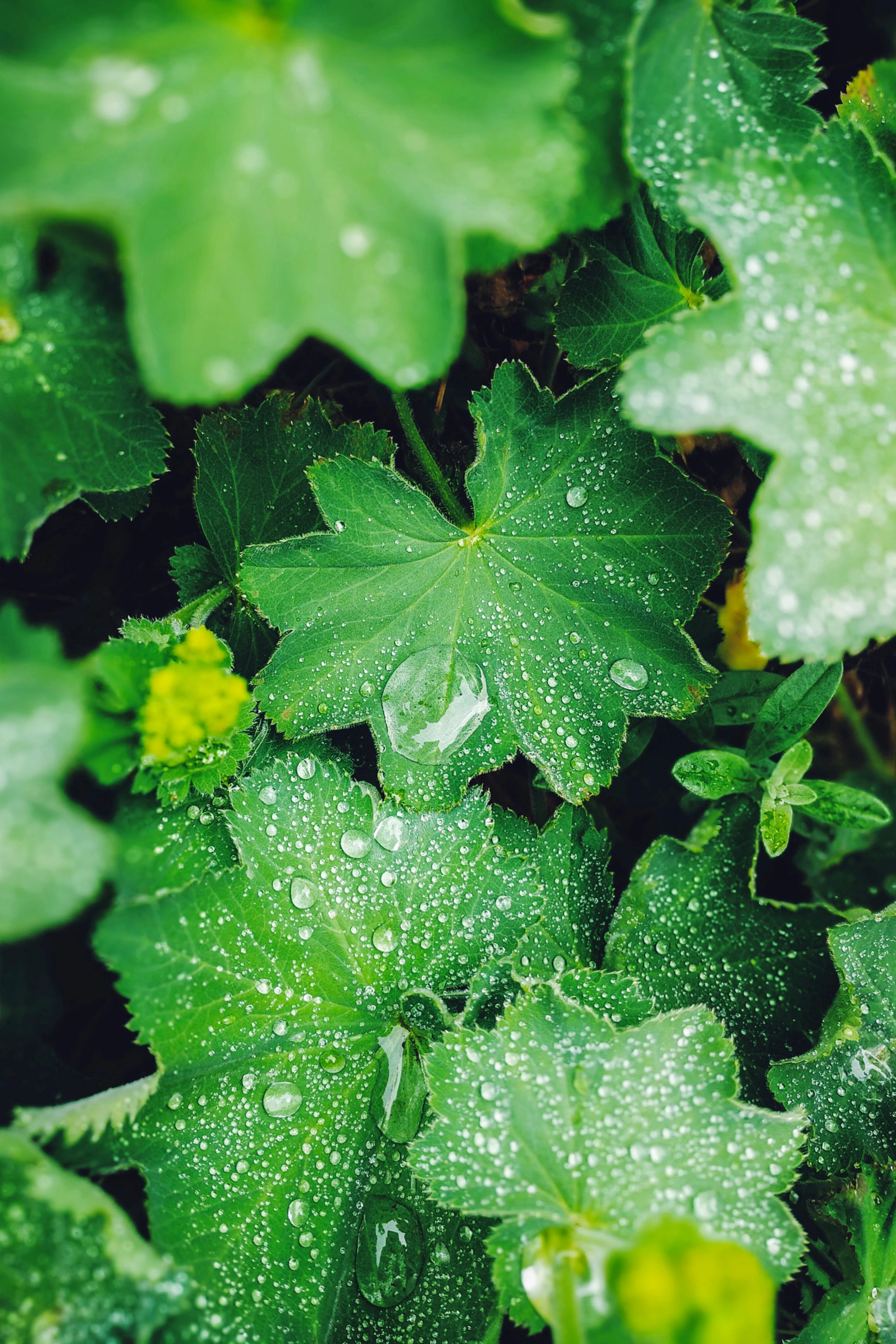 Alchemilla mollis 'thriller'