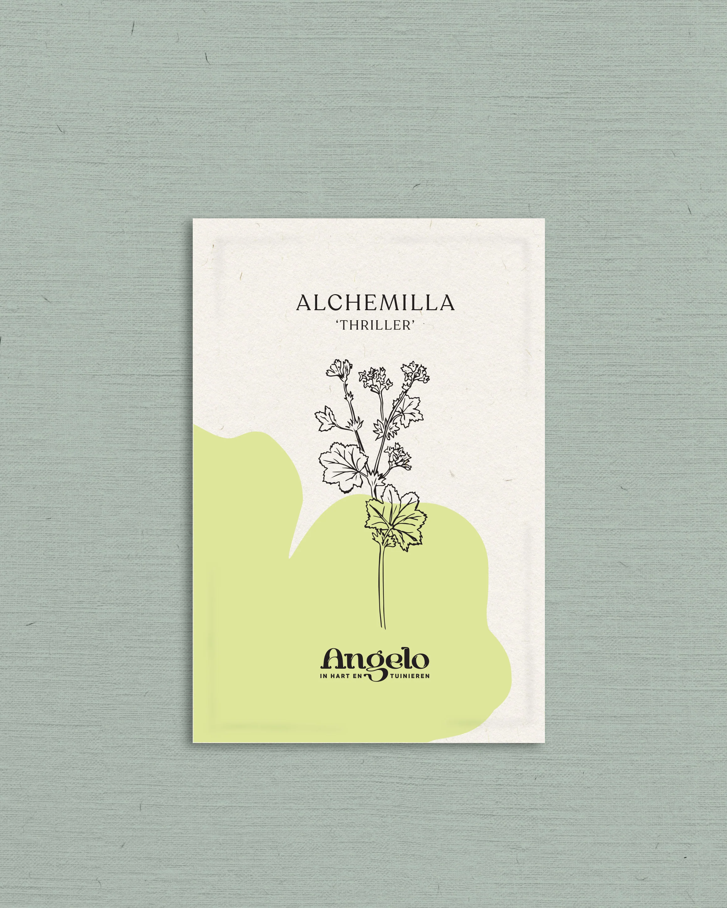 Alchemilla mollis 'thriller' - Image 2