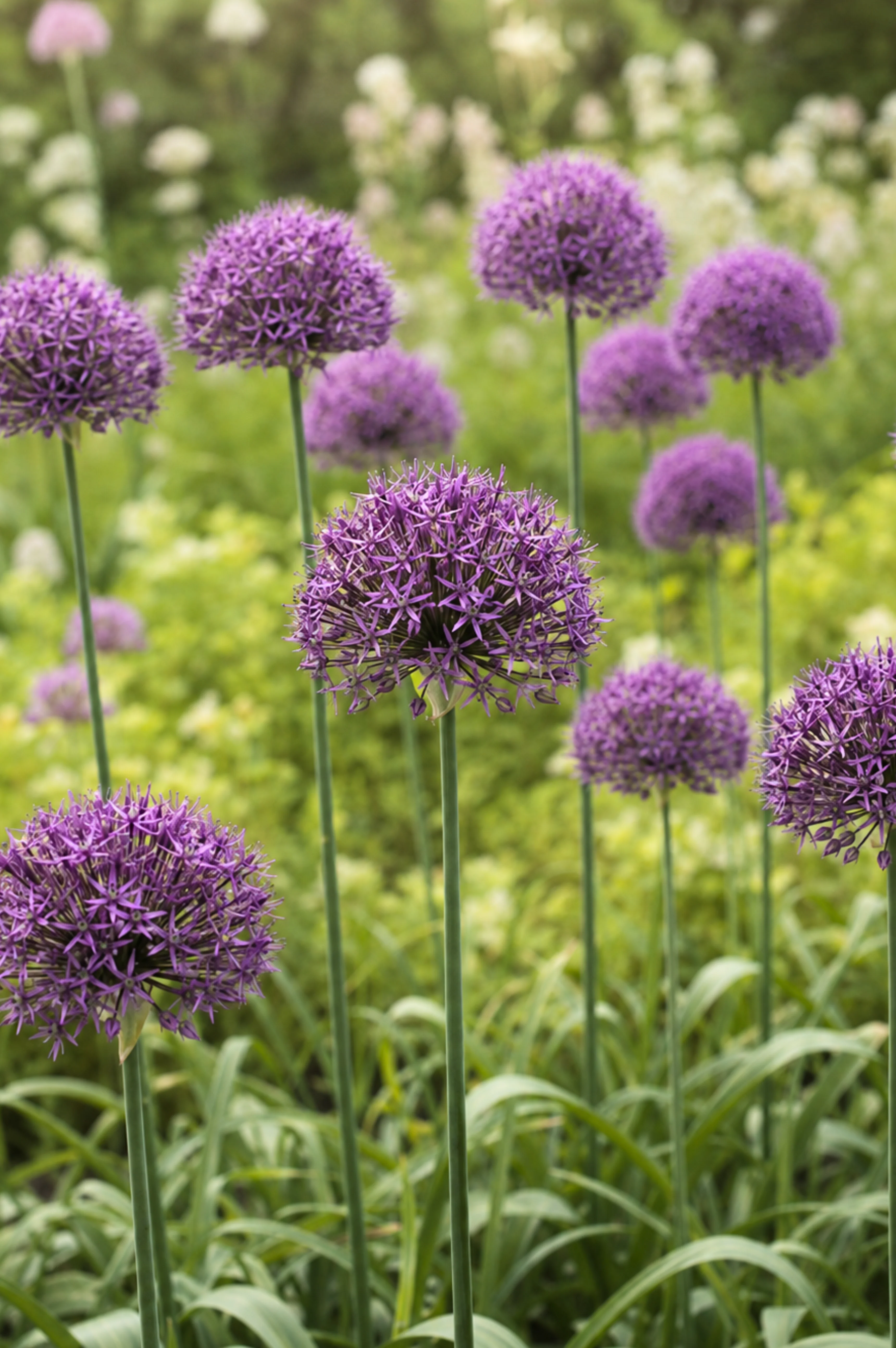 Allium stipitatum 'Violet Beauty' BIO