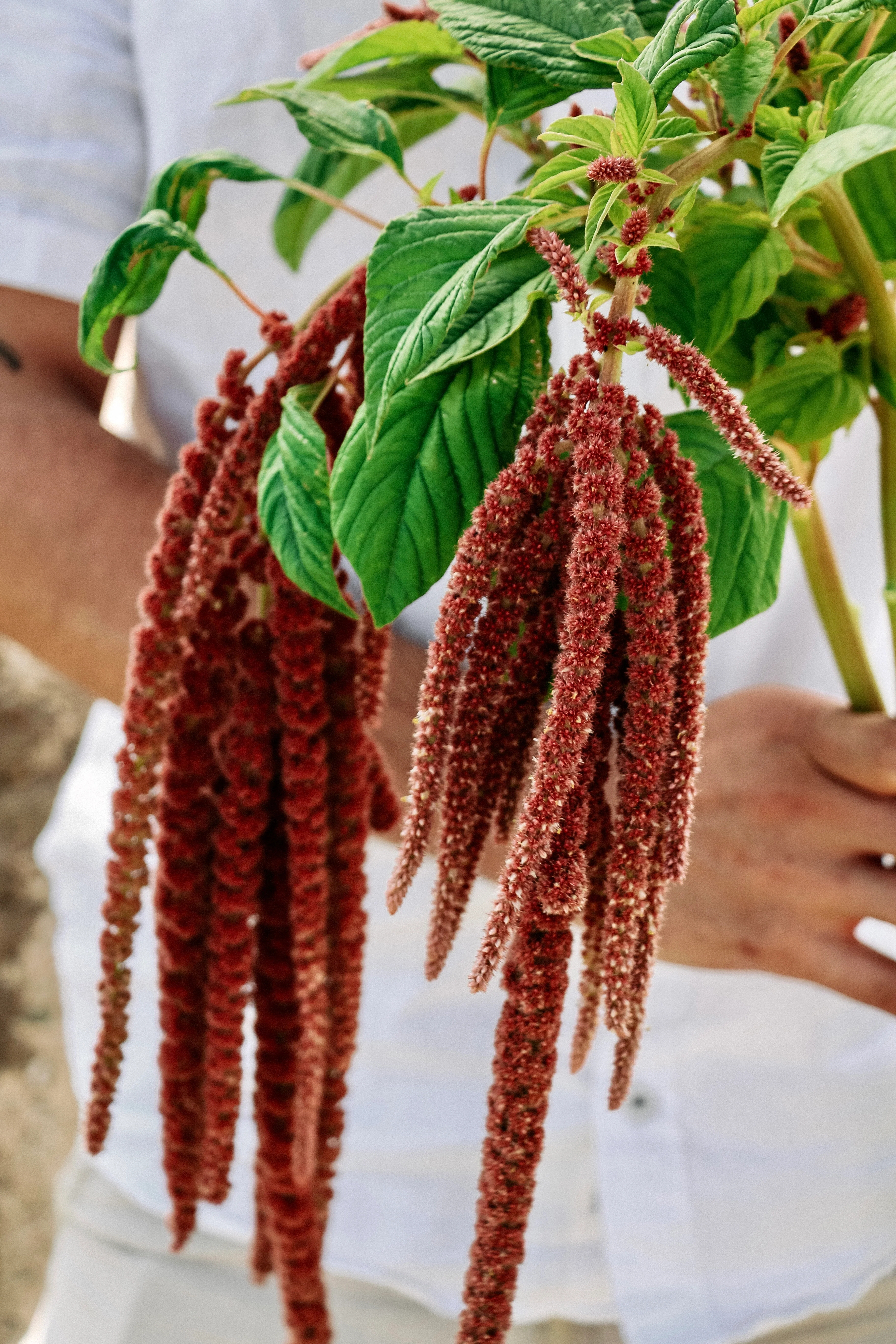 Amaranthus caudatus 'coral fountain'