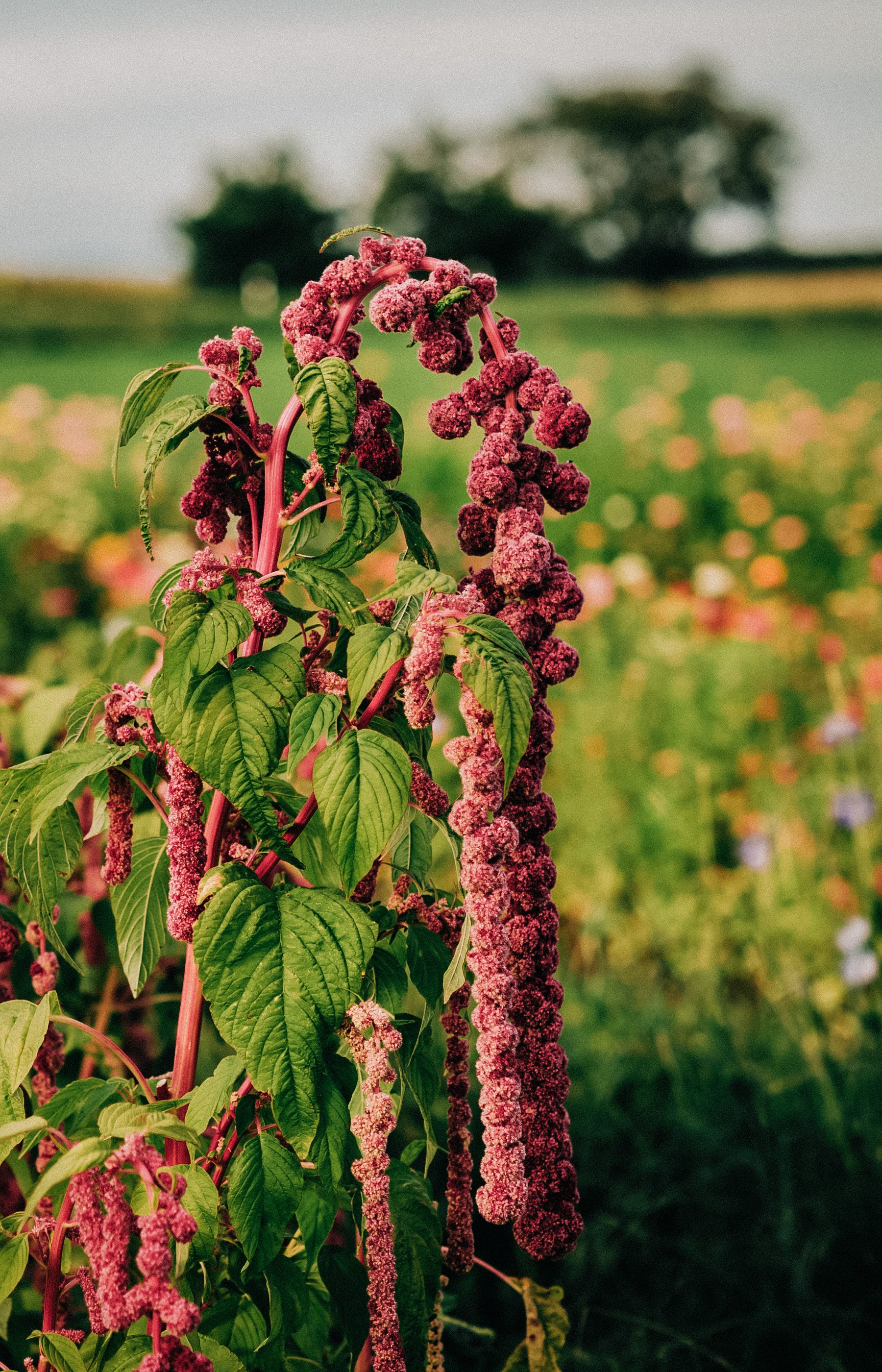 Amaranthus caudatus 'mira'