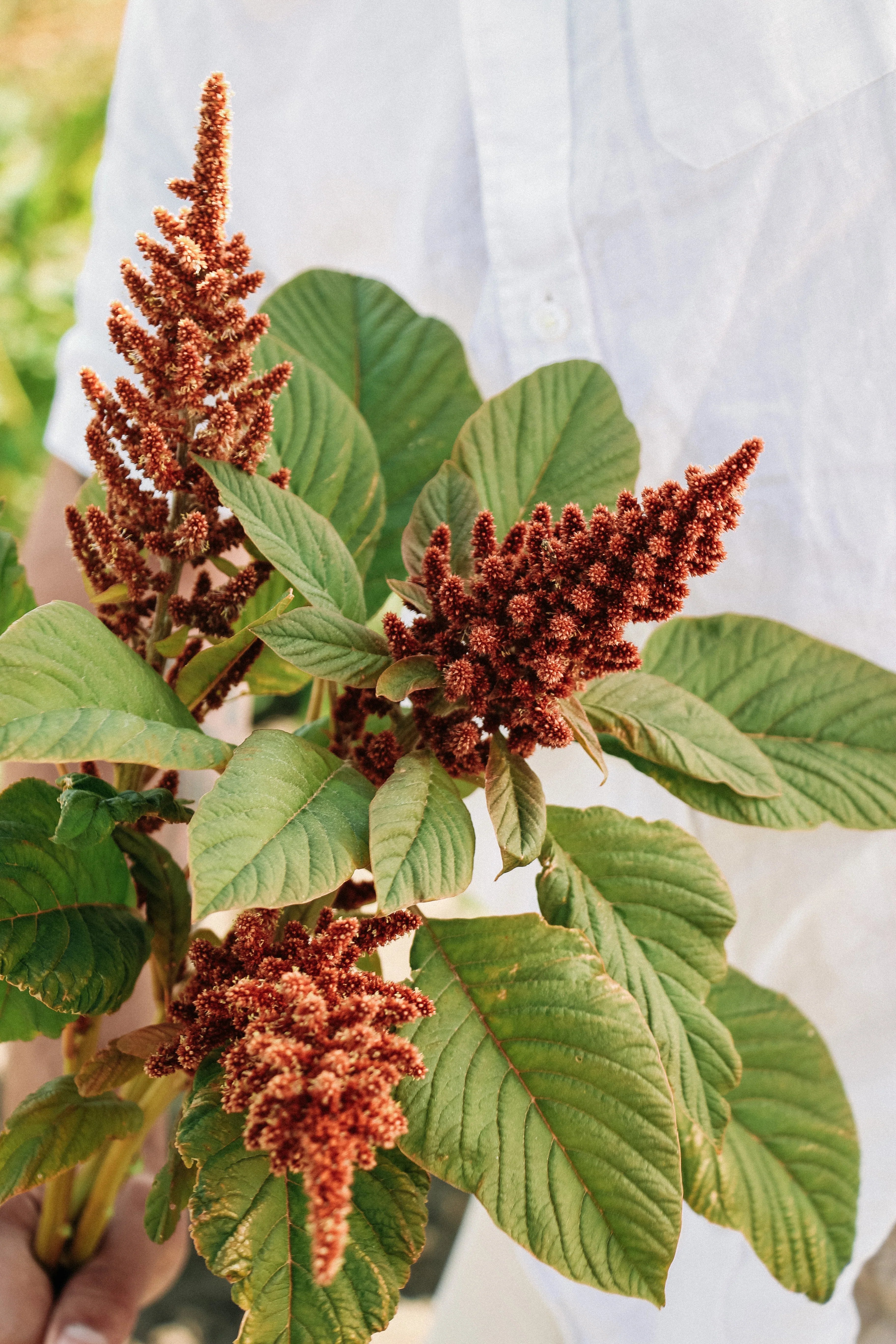 Amaranthus cruentus 'hot biscuits'