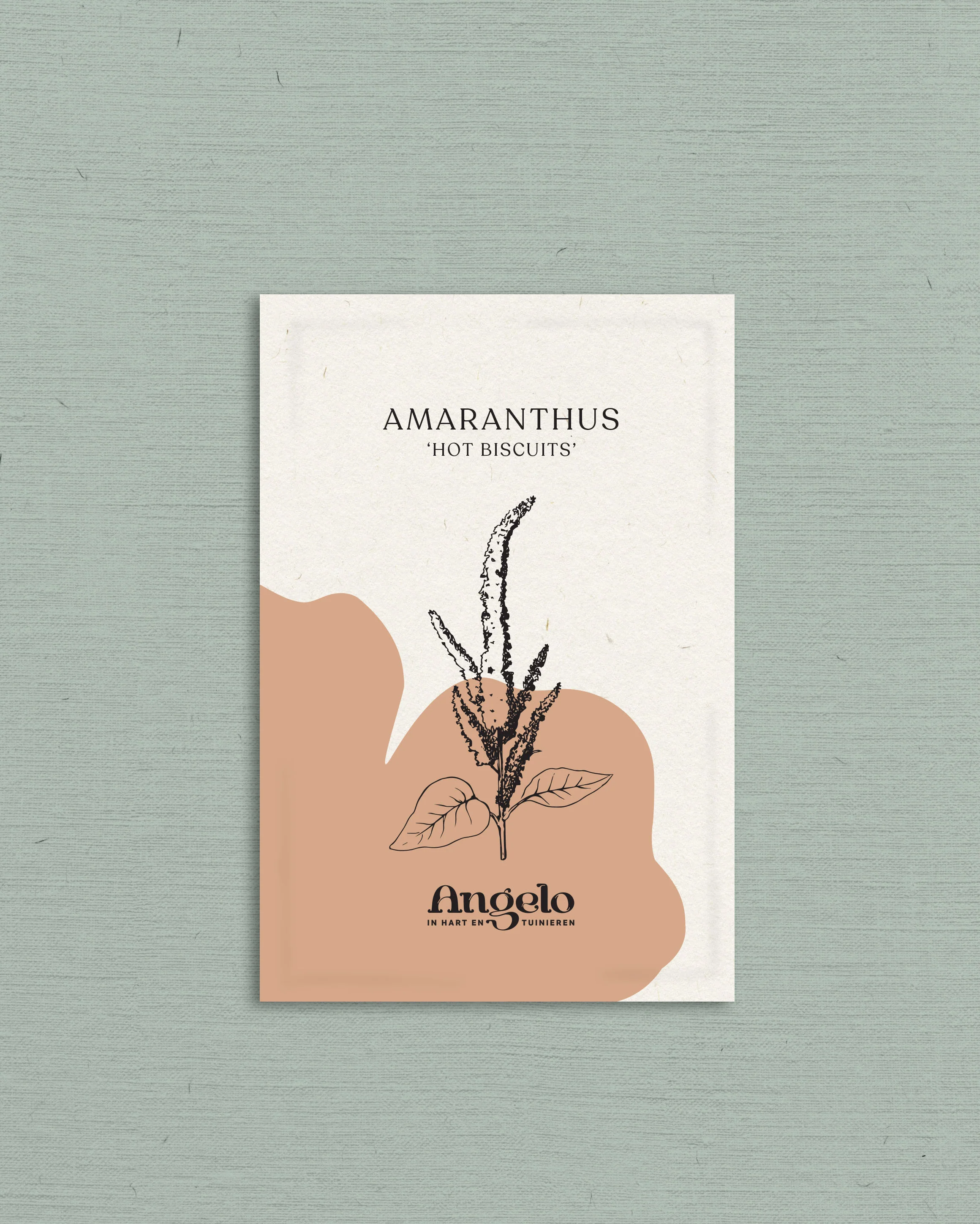 Amaranthus cruentus 'hot biscuits' - Image 2