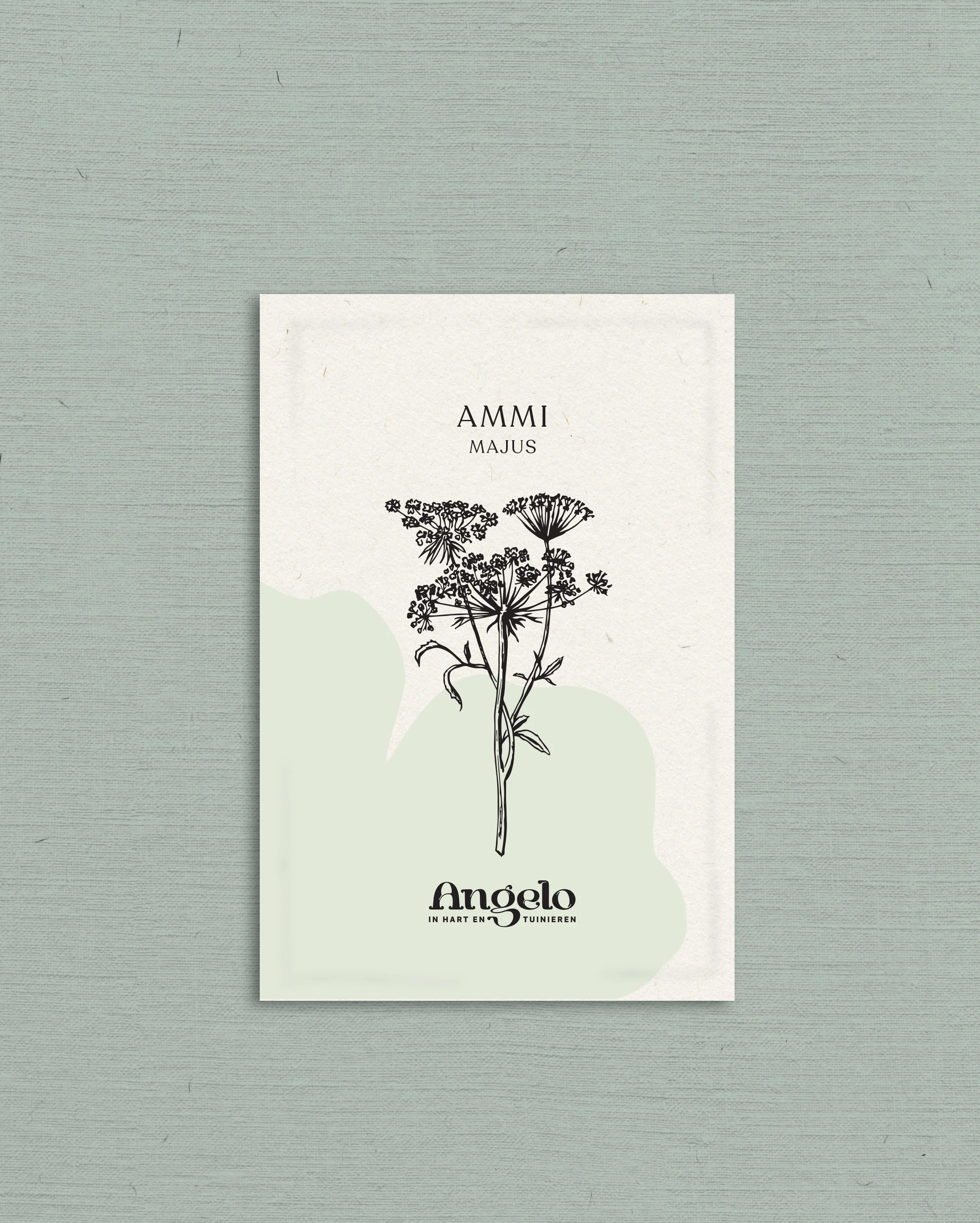Ammi majus - Image 2