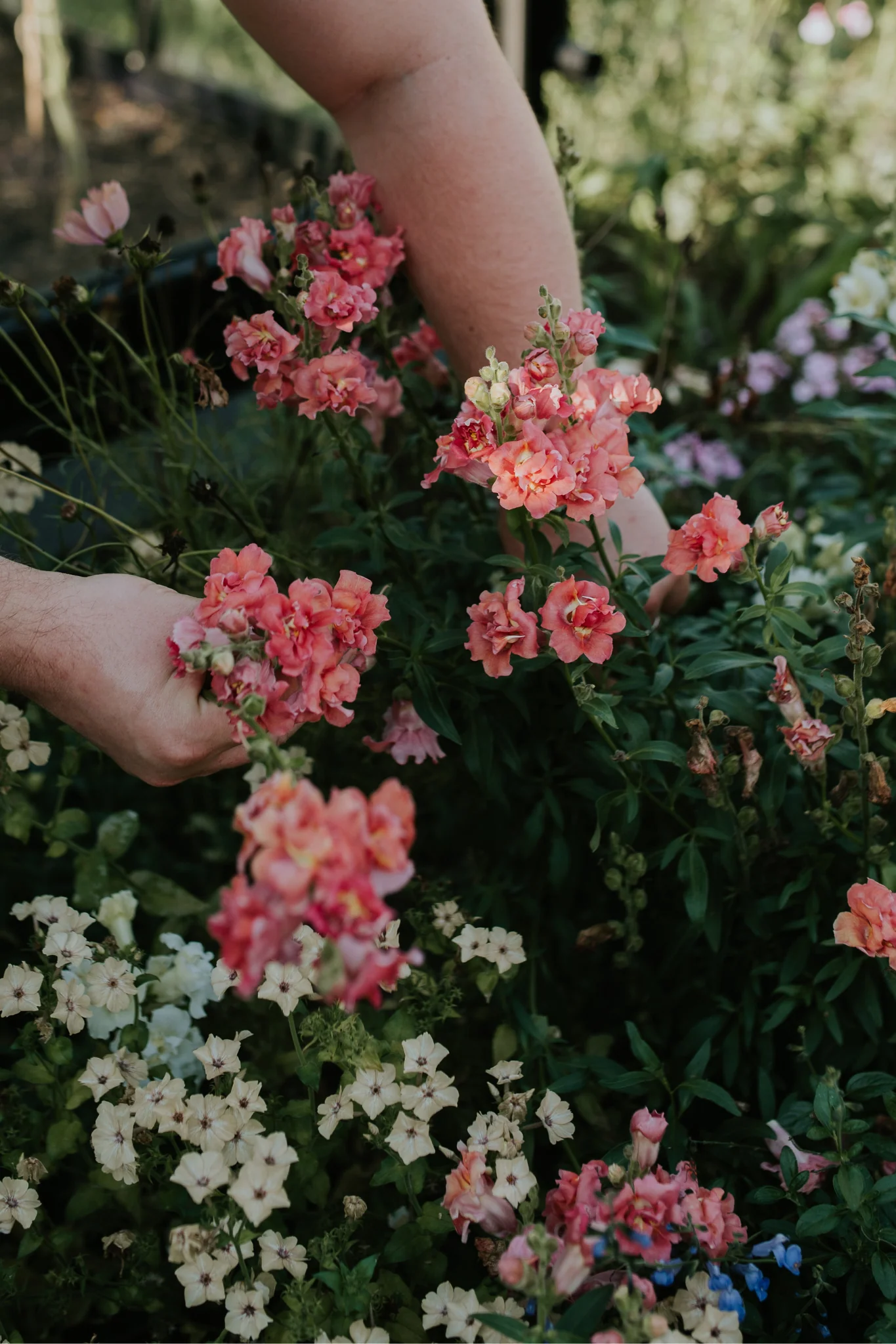 Antirrhinum majus 'madame butterfly cherry bronze'