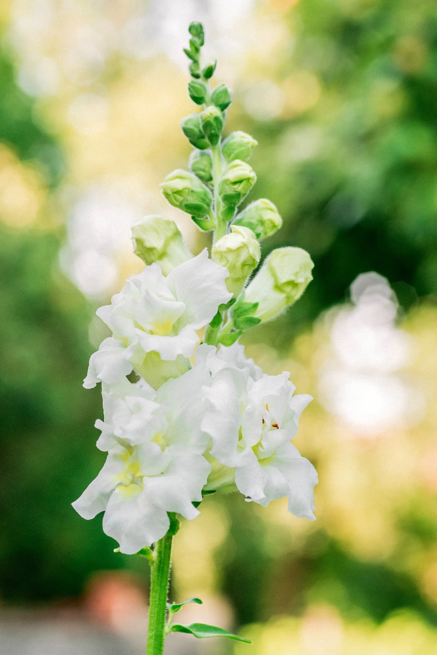 Antirrhinum majus 'Madame Butterfly Ivory'