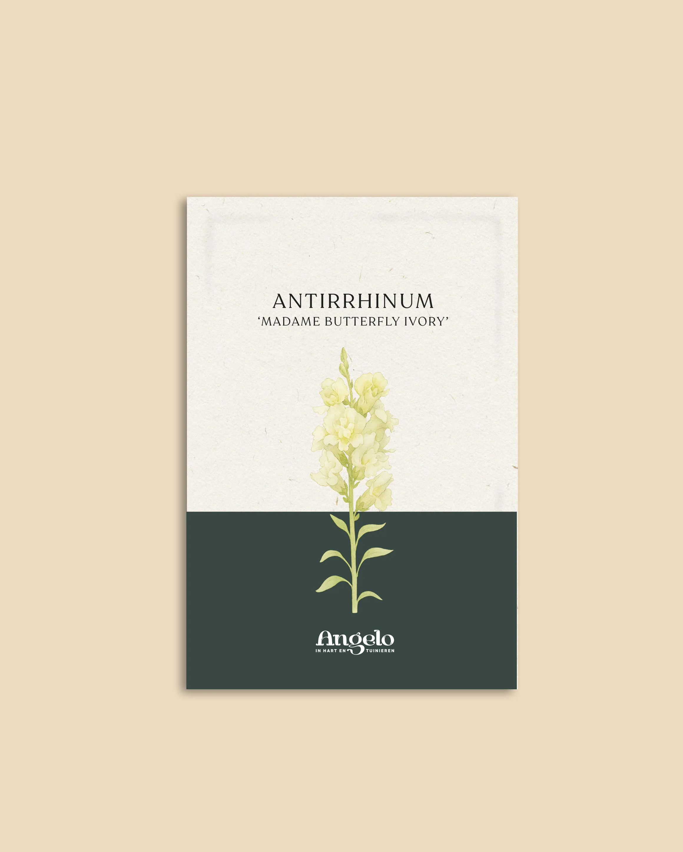 Antirrhinum majus 'Madame Butterfly Ivory' - Image 2