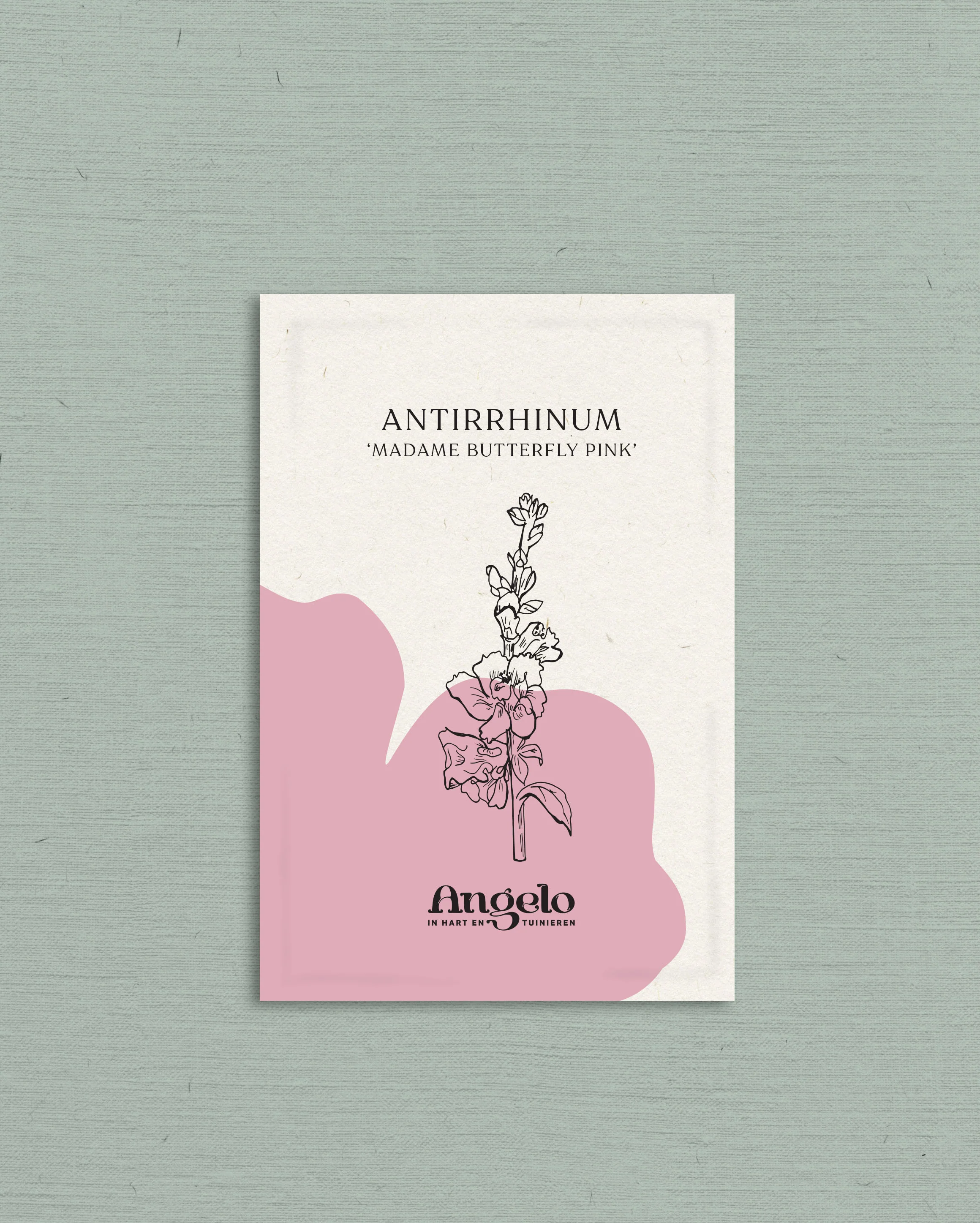 Antirrhinum majus 'madame butterfly Pink' - Image 2