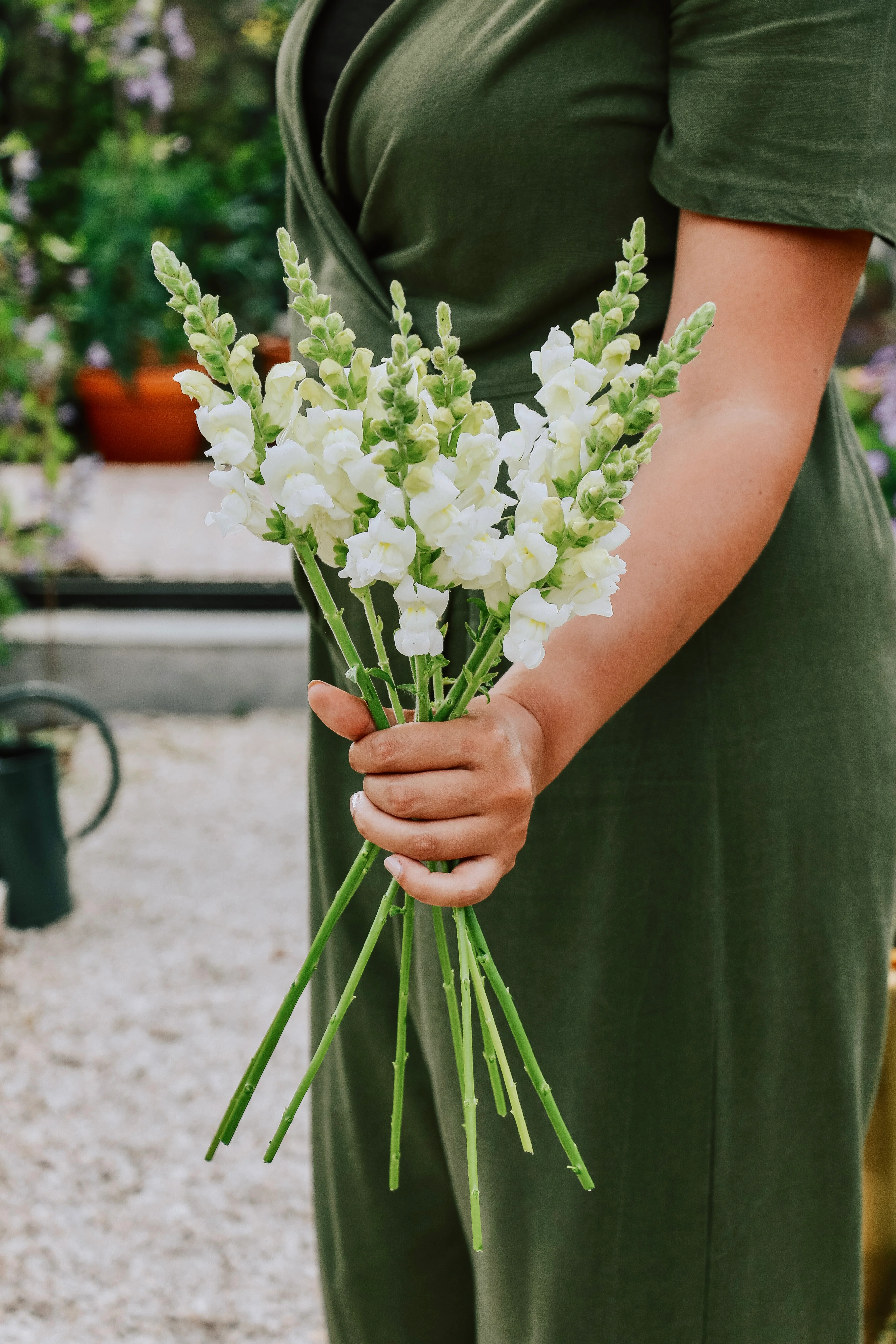 Antirrhinum majus 'Potomac Ivory White'