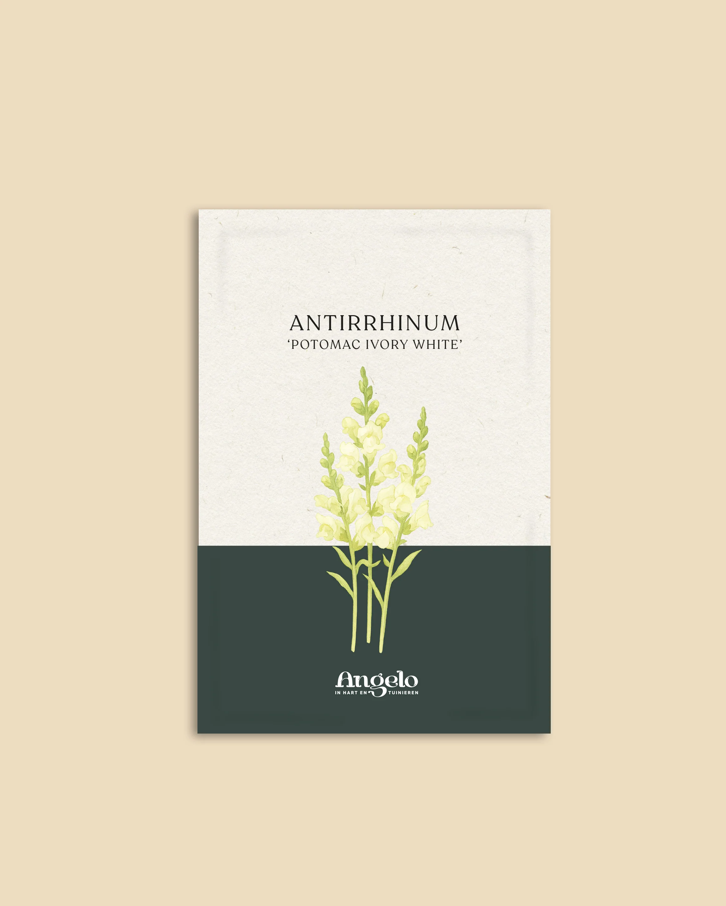 Antirrhinum majus 'Potomac Ivory White' - Image 2