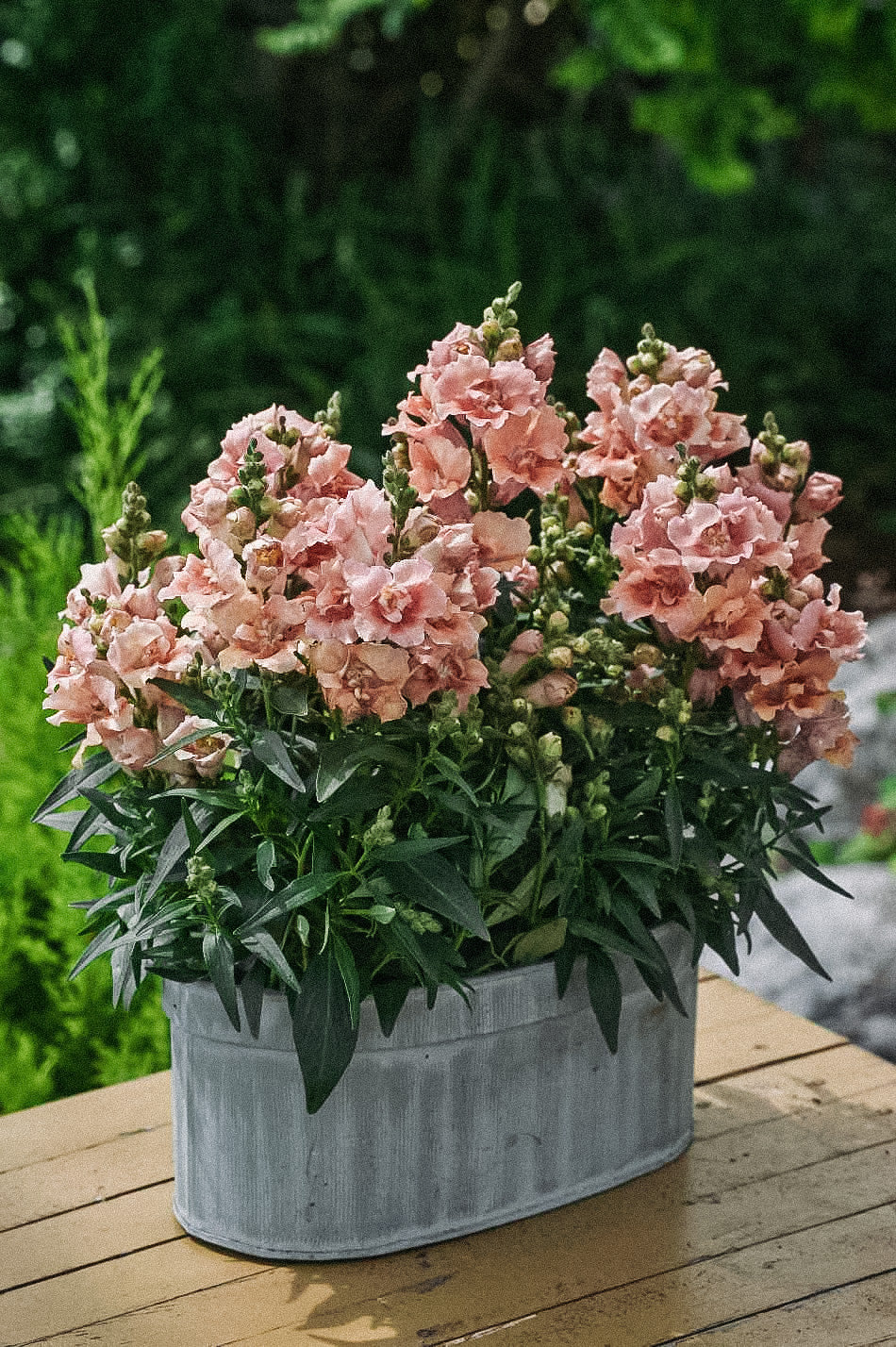 Antirrhinum majus 'Twinny Peach'