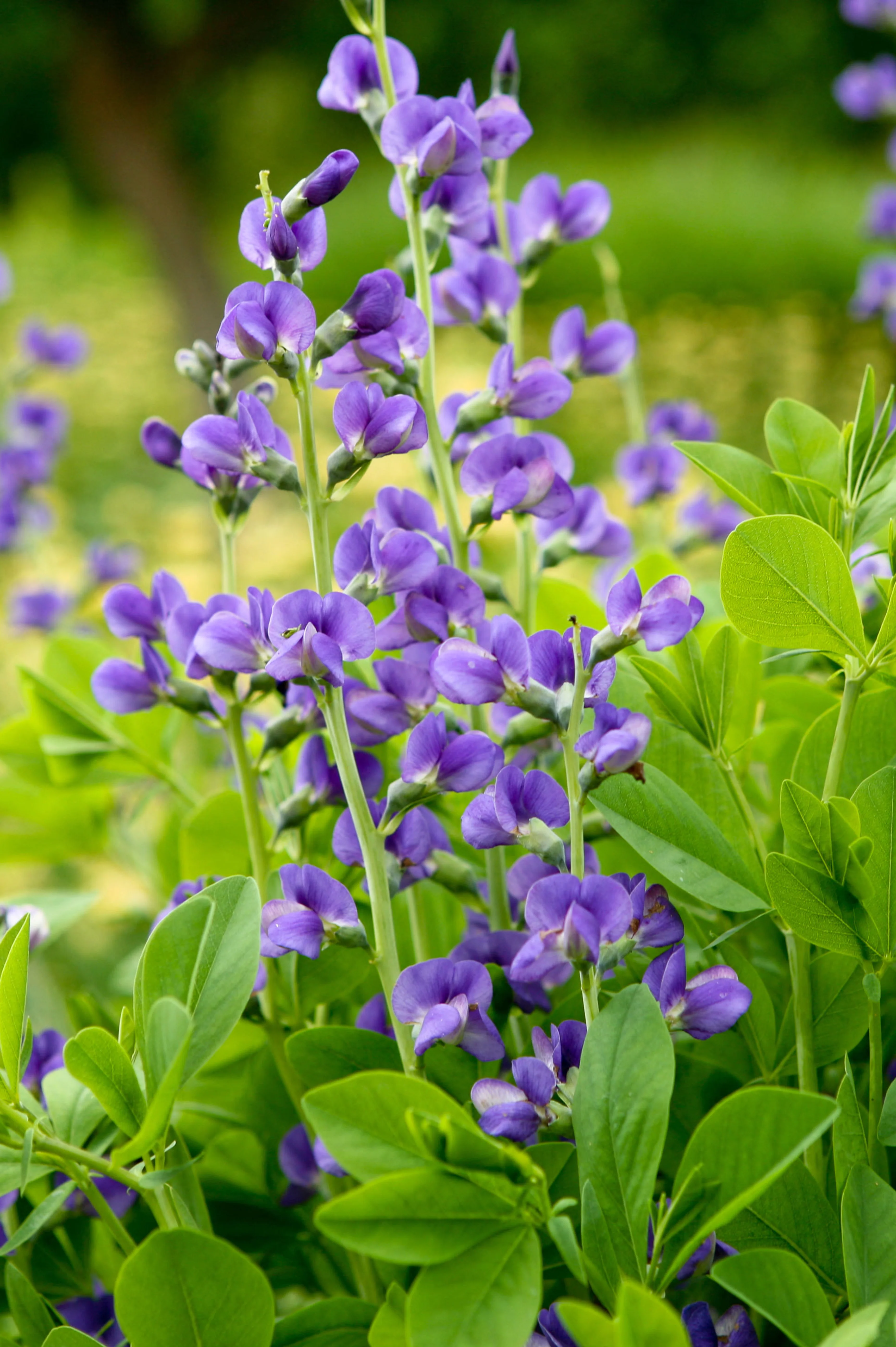 Baptisia australis