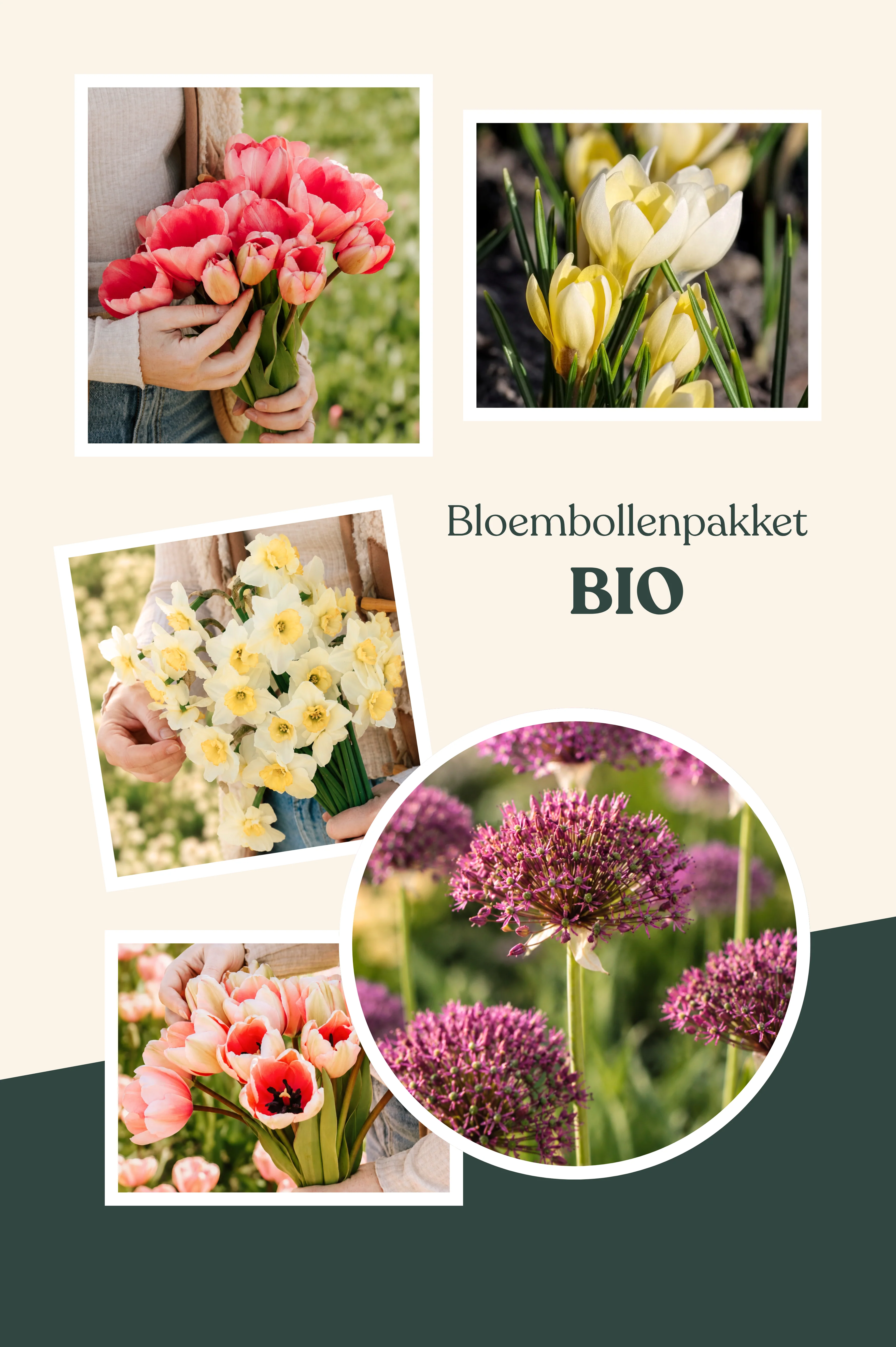 Bloembollenpakket: biologisch