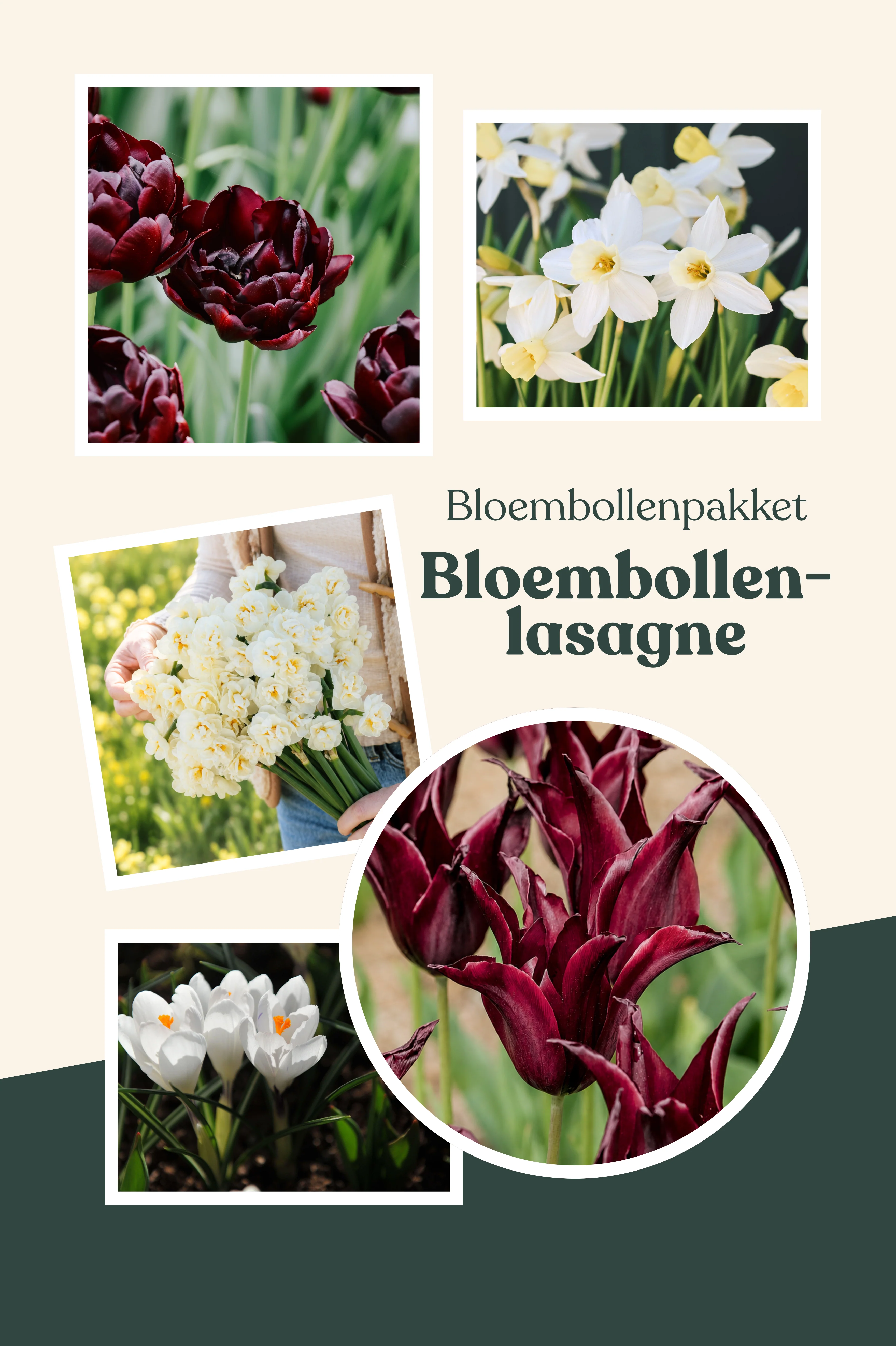 Bloembollenpakket: bloembollenlasagne