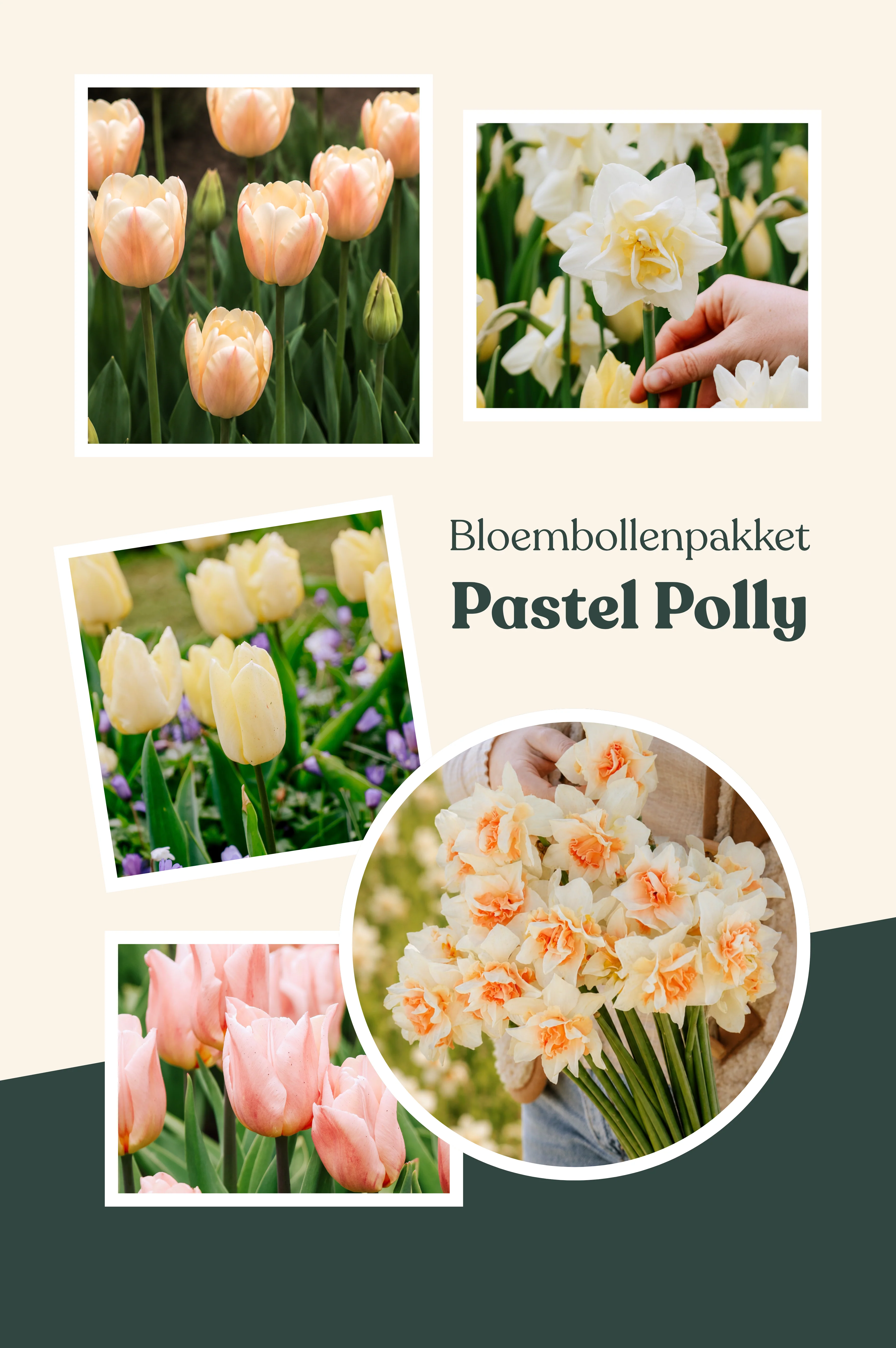 Bloembollenpakket: Pastel Polly