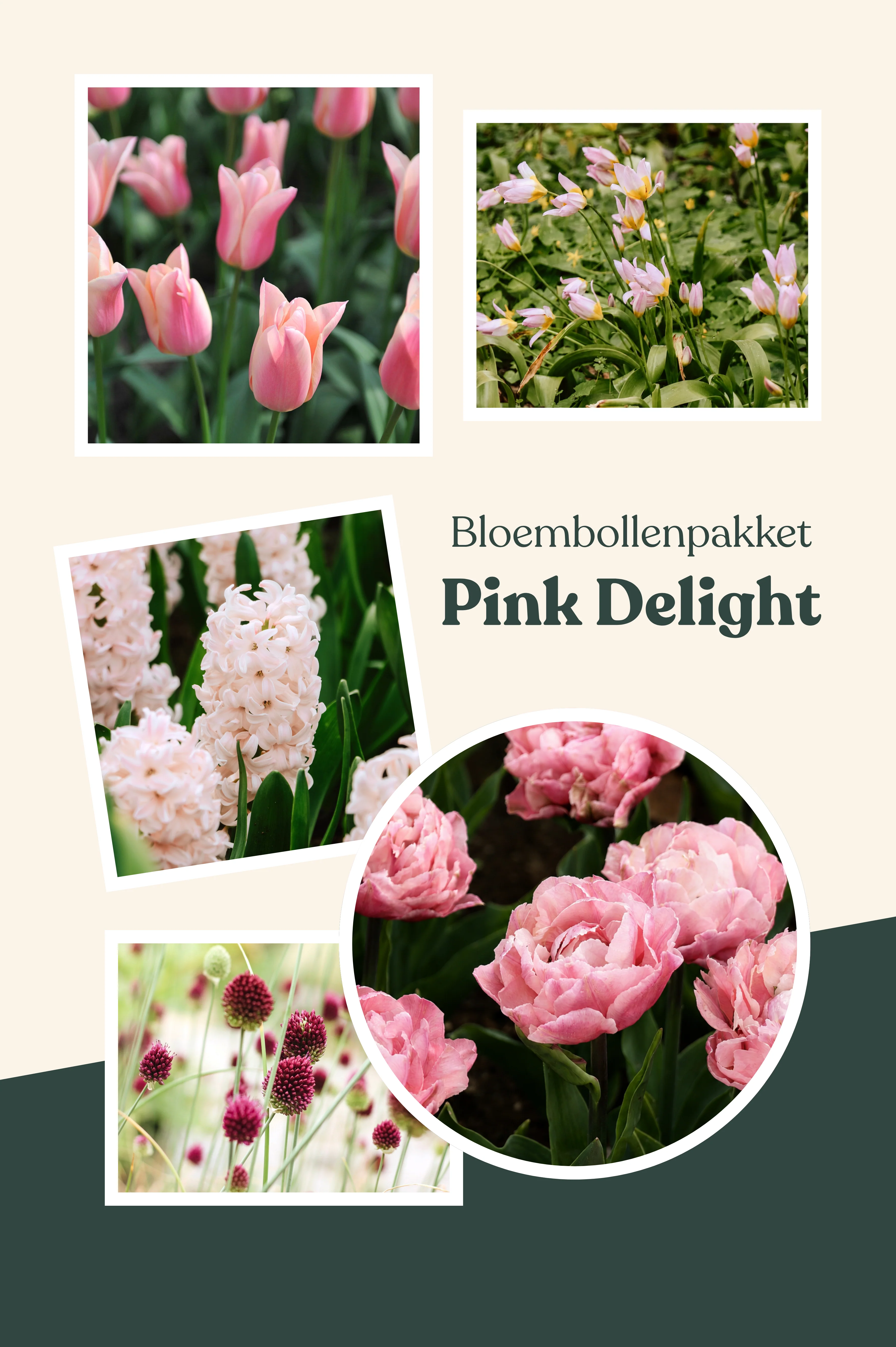 Bloembollenpakket: Pink Delight