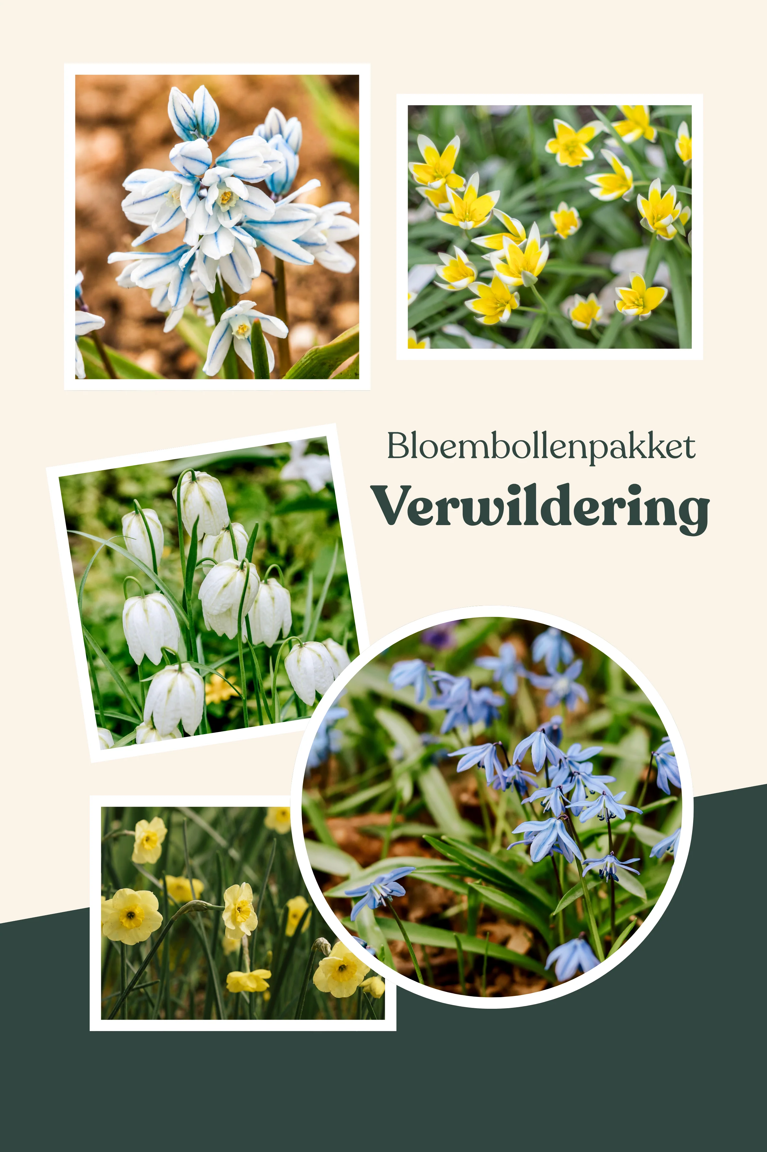 Bloembollenpakket: verwildering