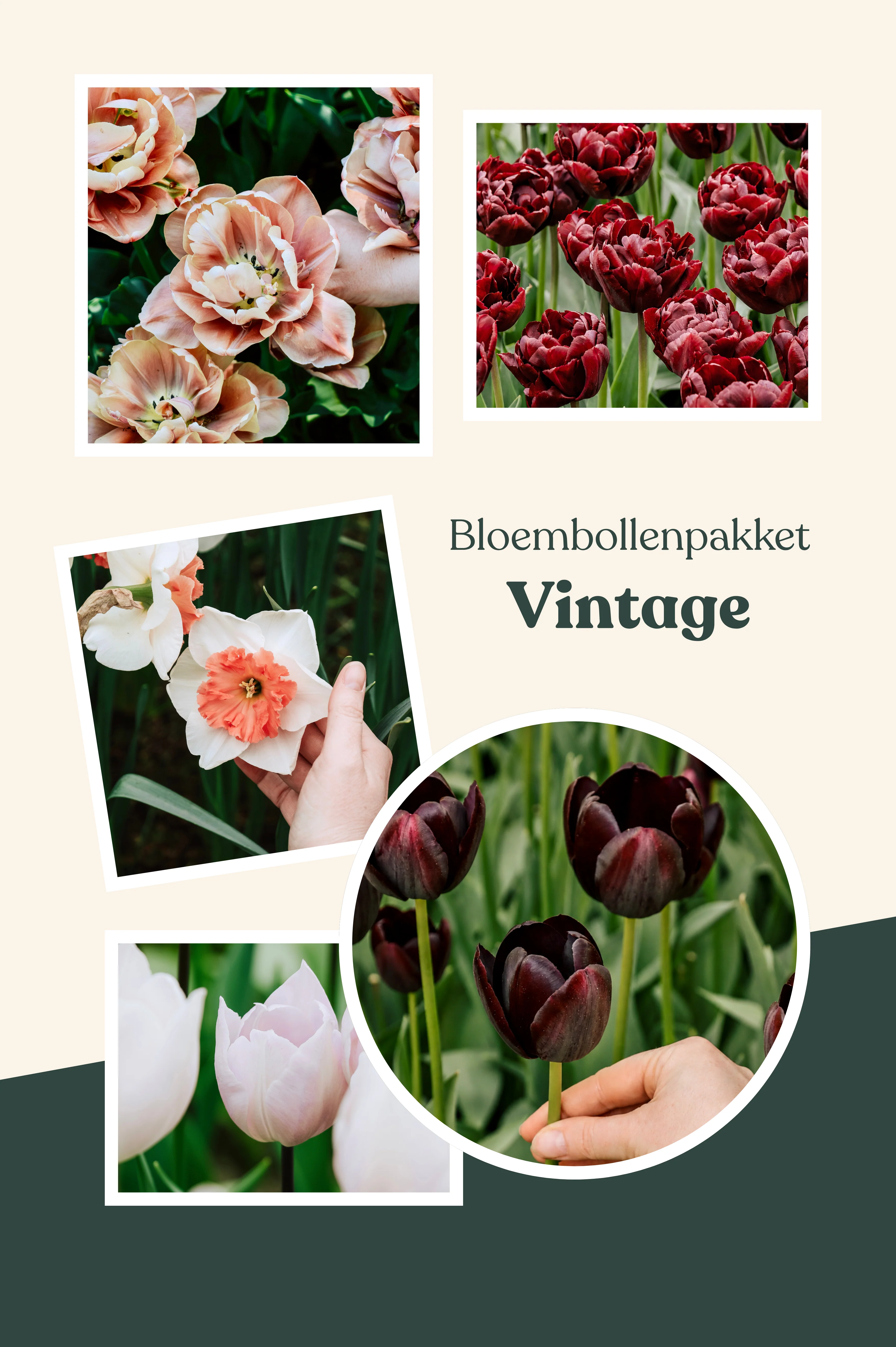 Bloembollenpakket: Vintage