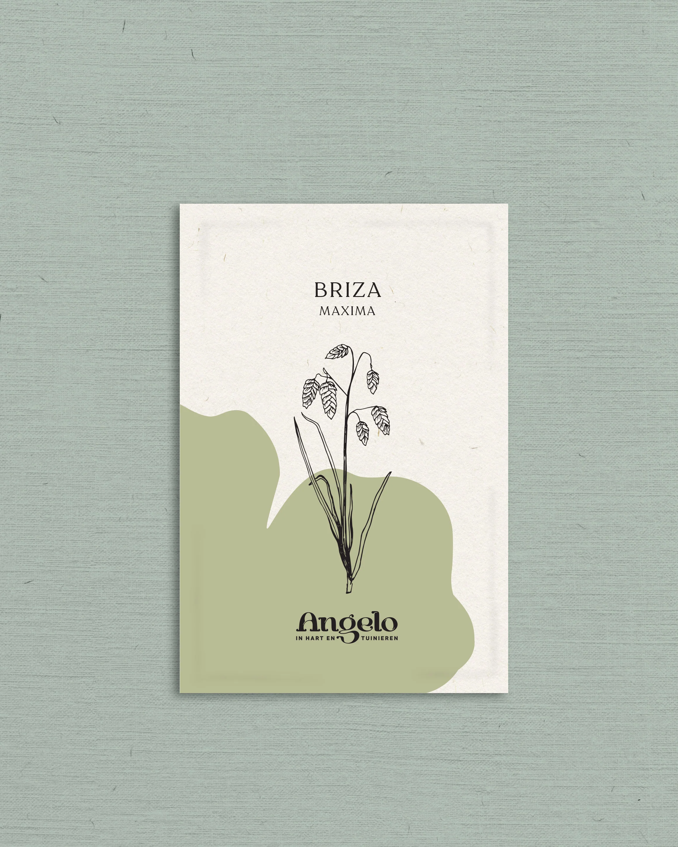 Briza maxima - Image 2