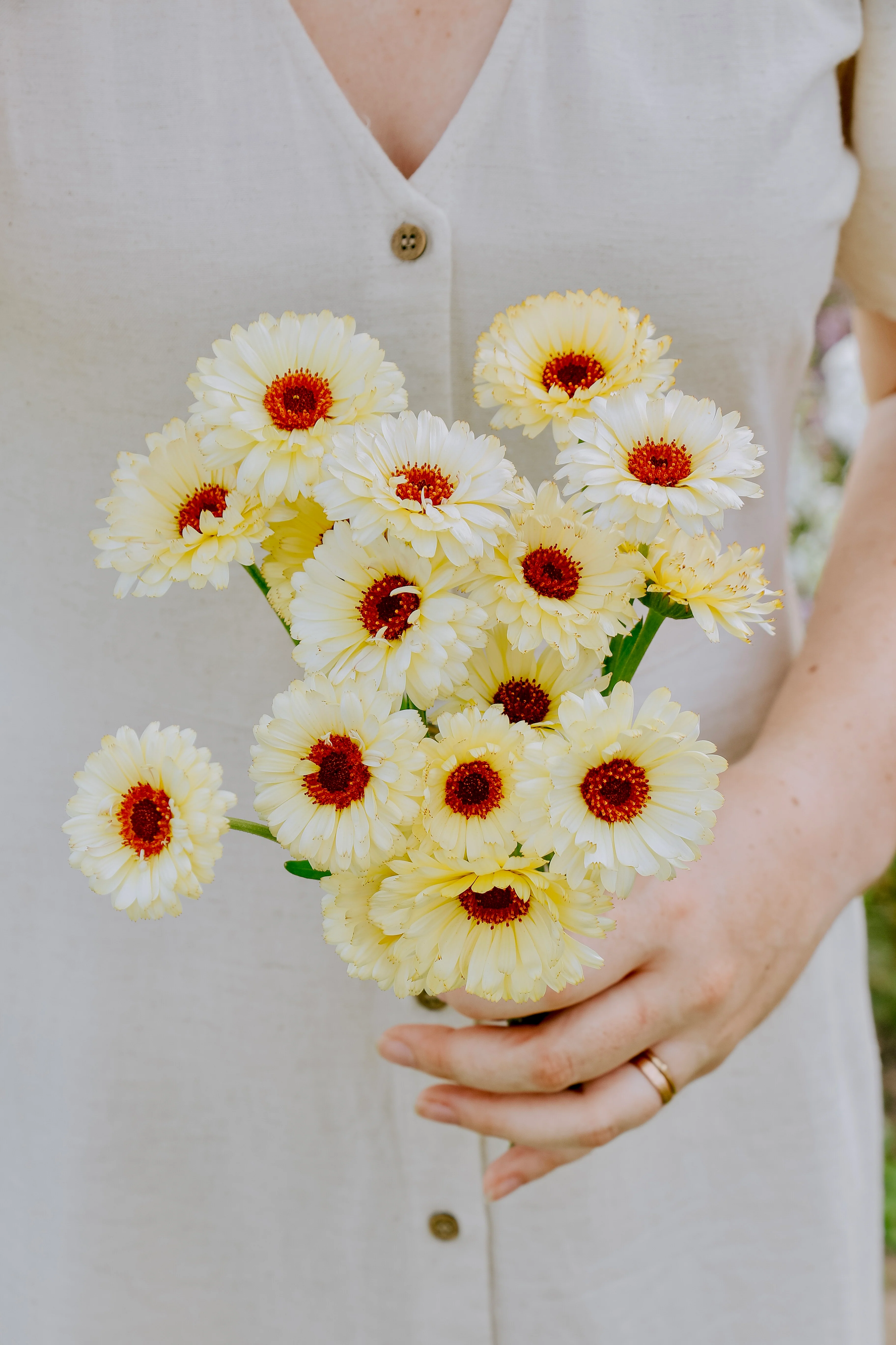 Calendula officinalis 'Ivory Princess'