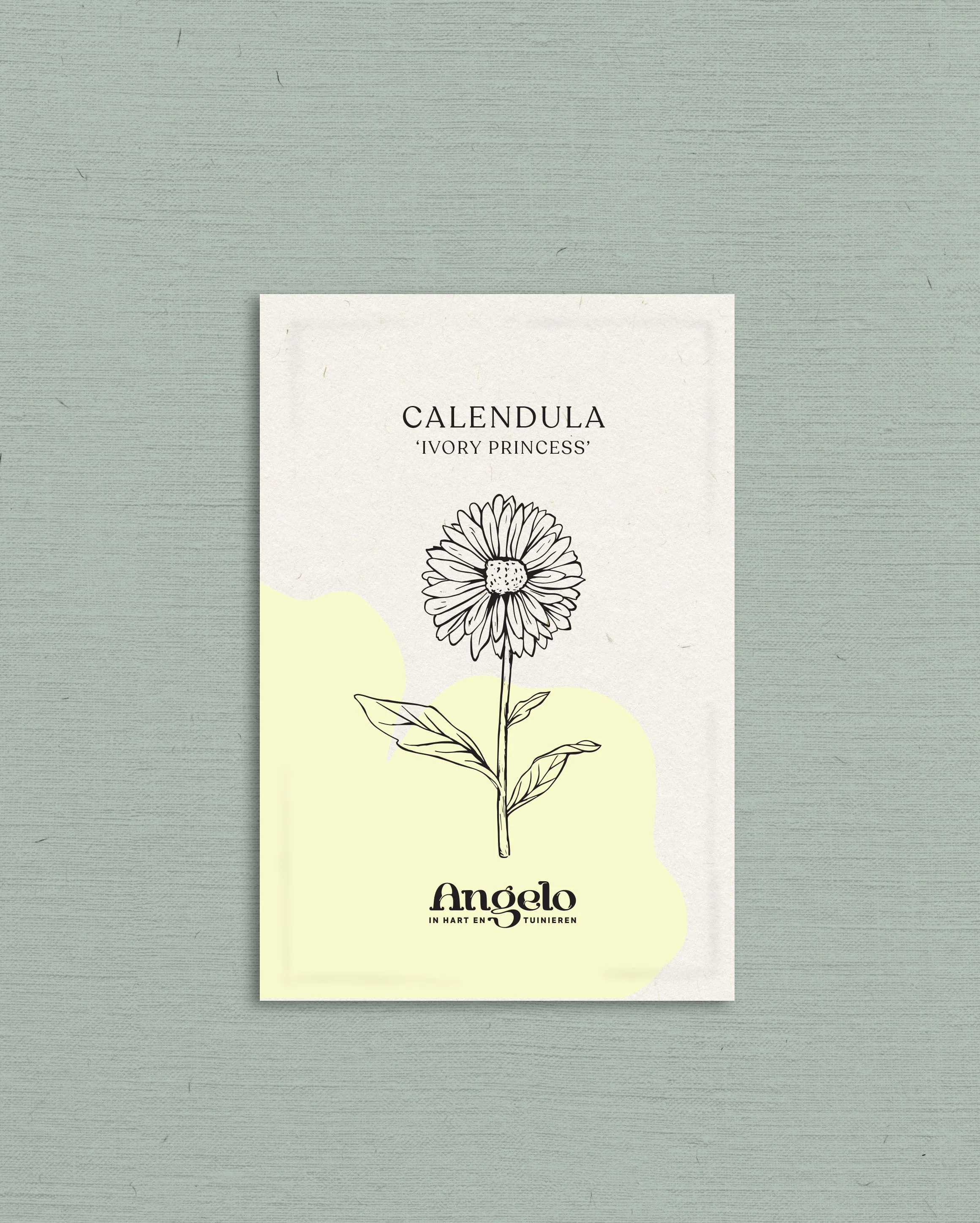 Calendula officinalis 'Ivory Princess' - Image 2
