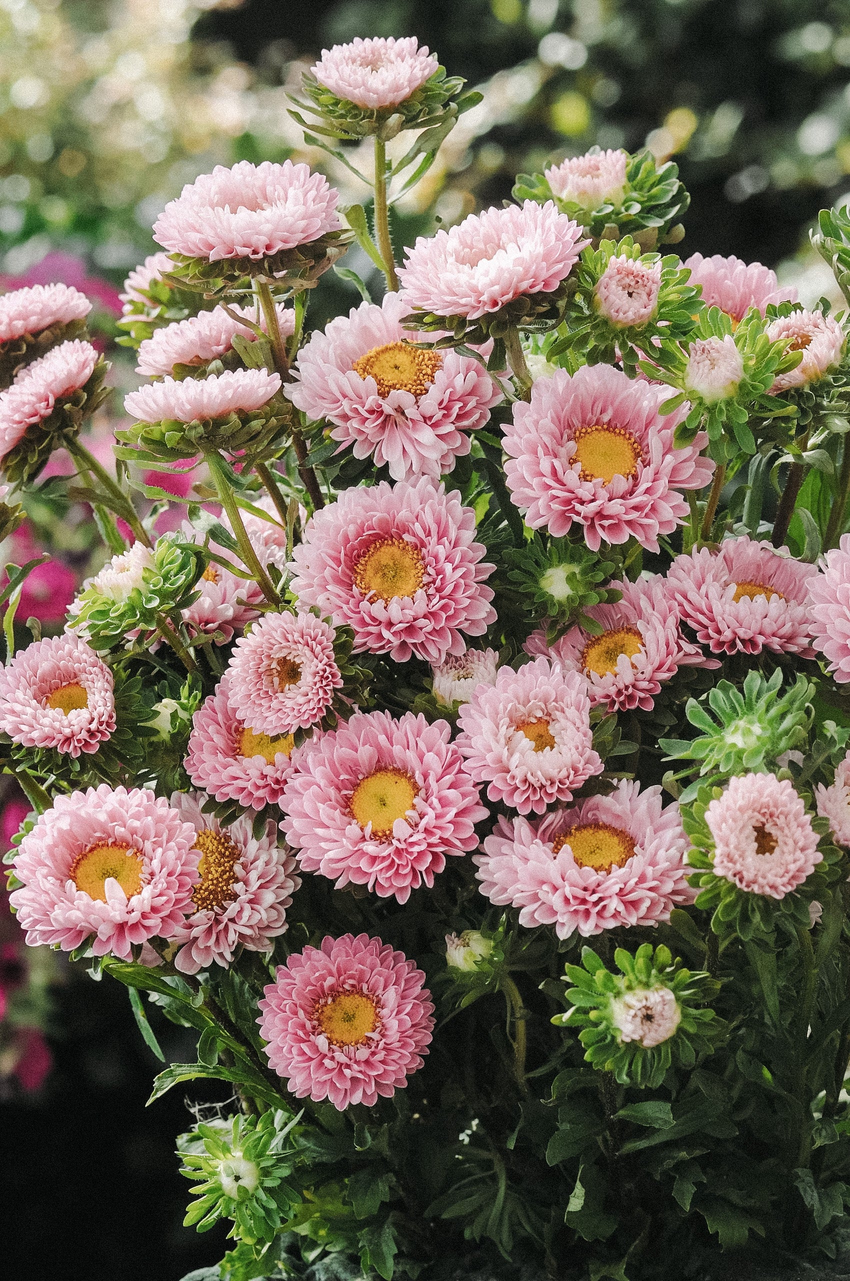 Callistephus chinensis 'Matsumoto Pink'