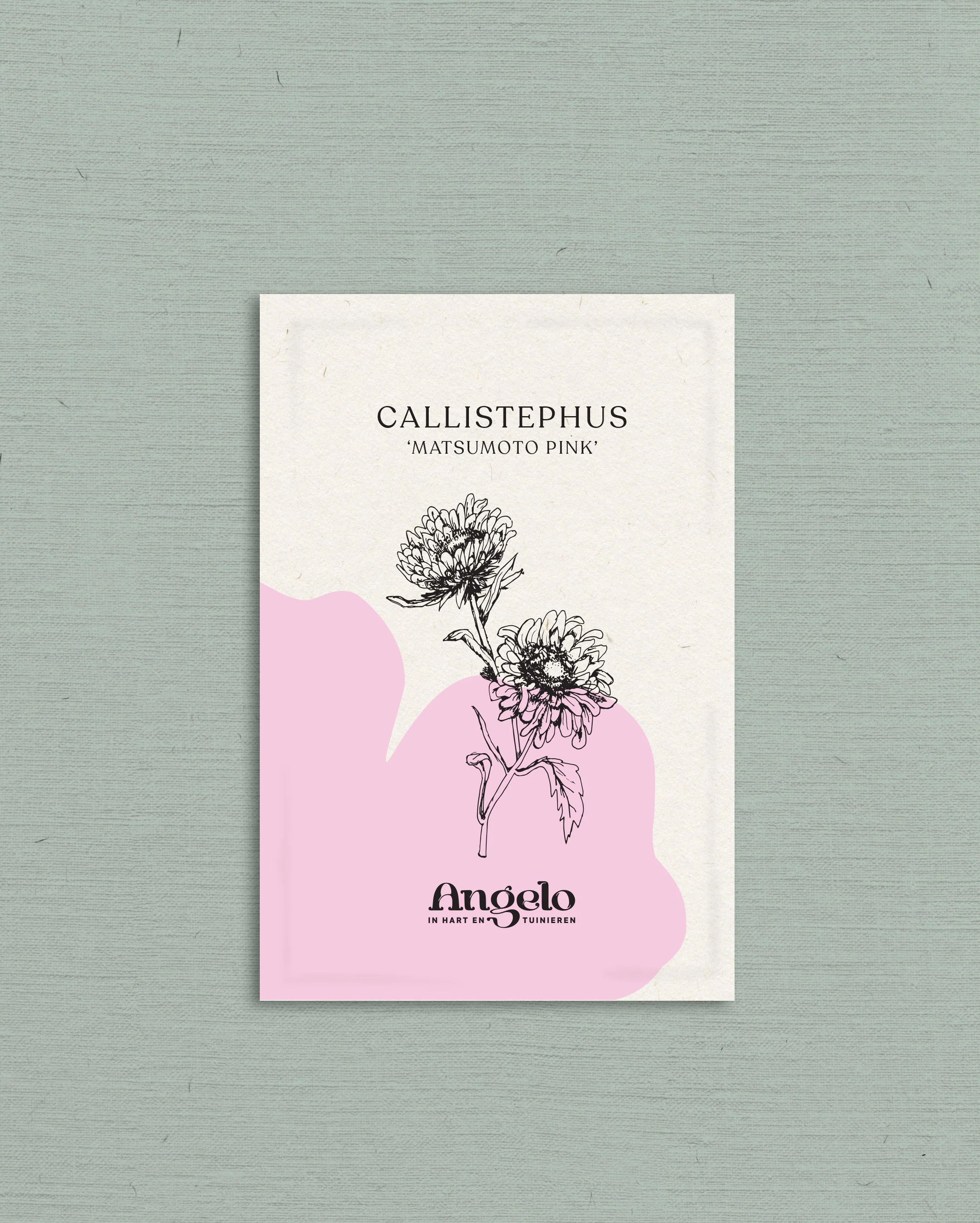 Callistephus chinensis 'Matsumoto Pink' - Image 2