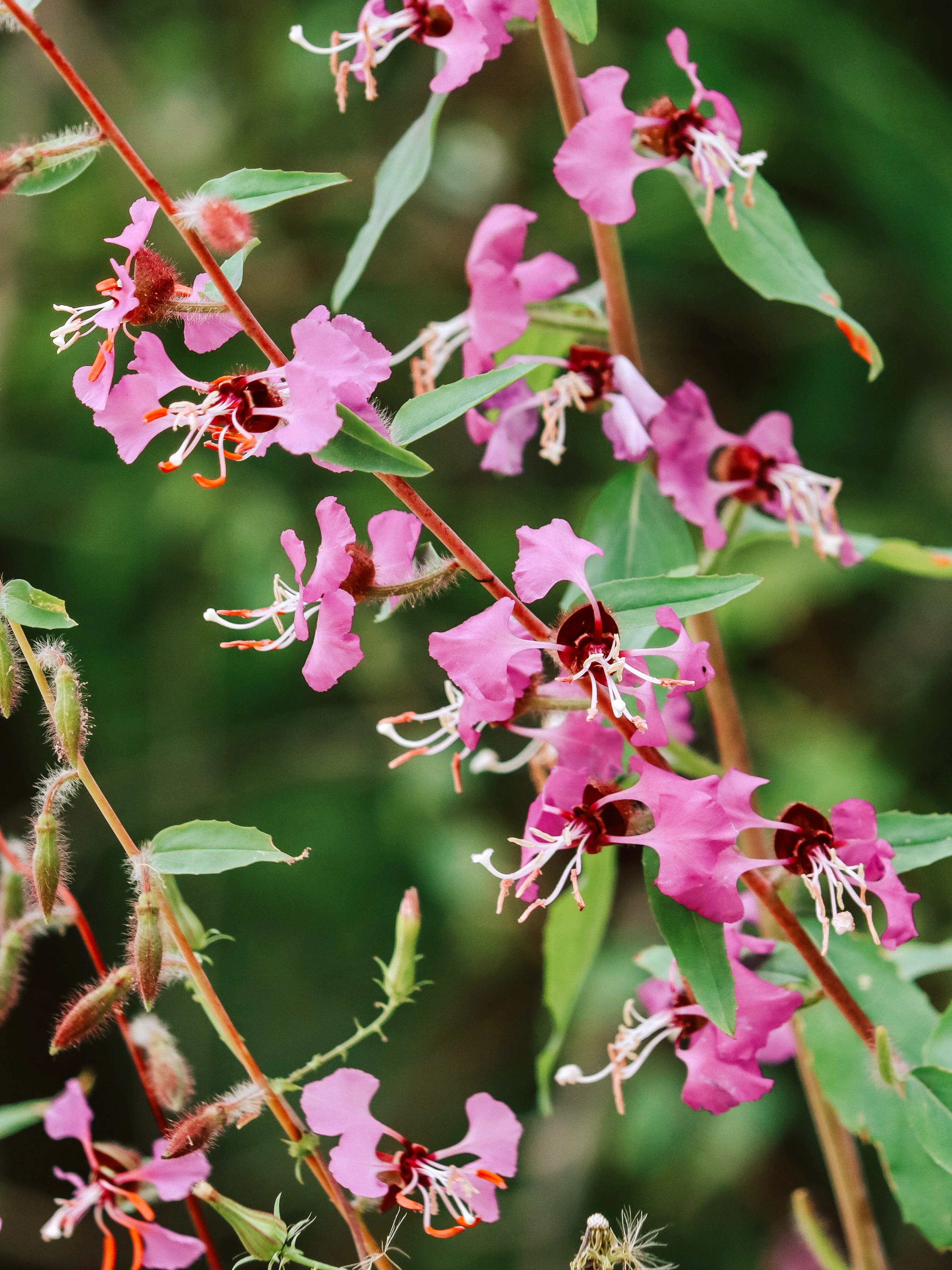 Clarkia unguiculata