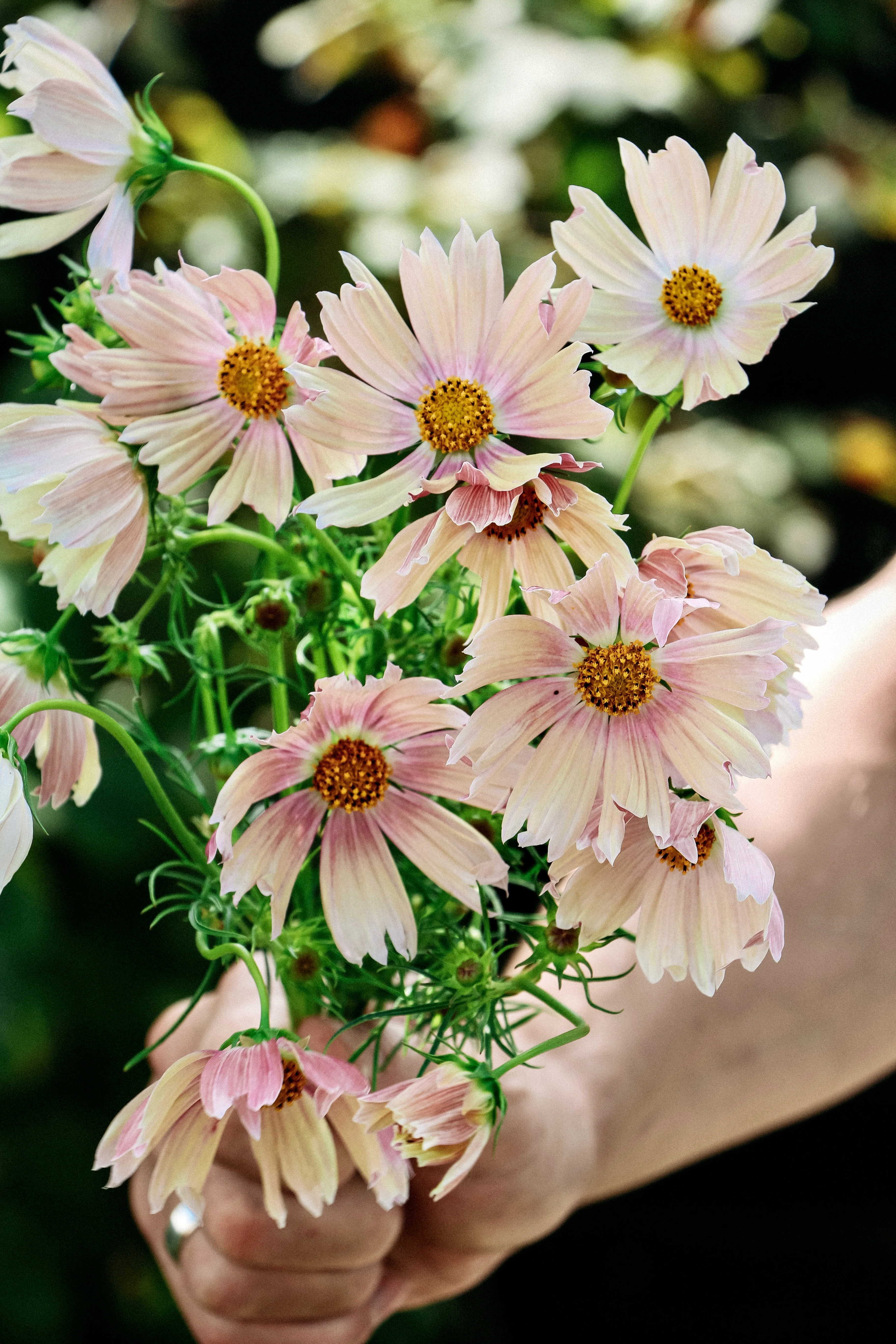 Cosmos bipinnatus 'Apricot Lemonade'