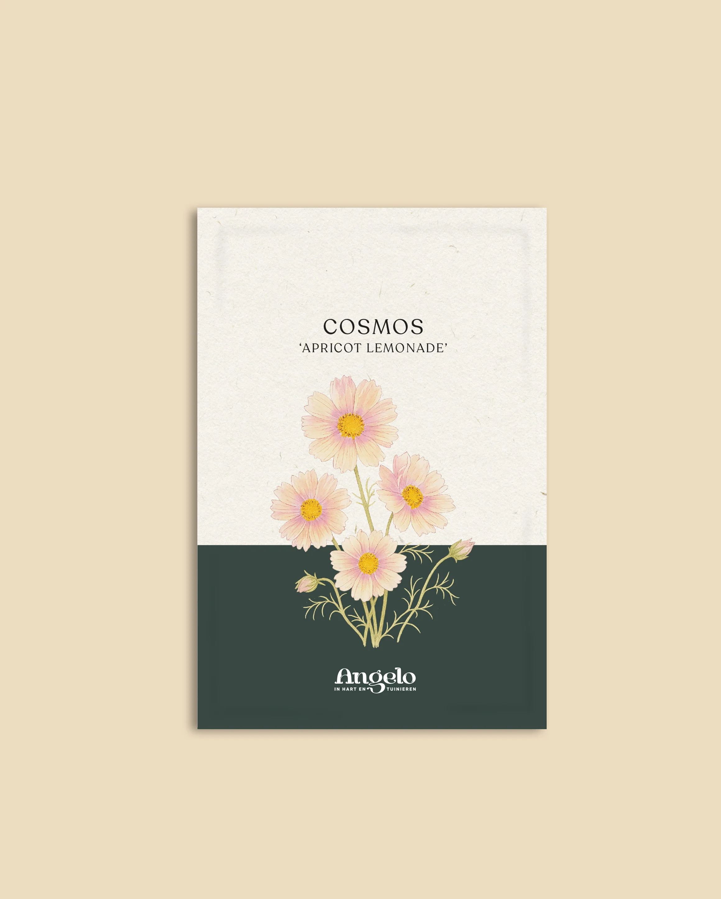 Cosmos bipinnatus 'Apricot Lemonade' - Image 2