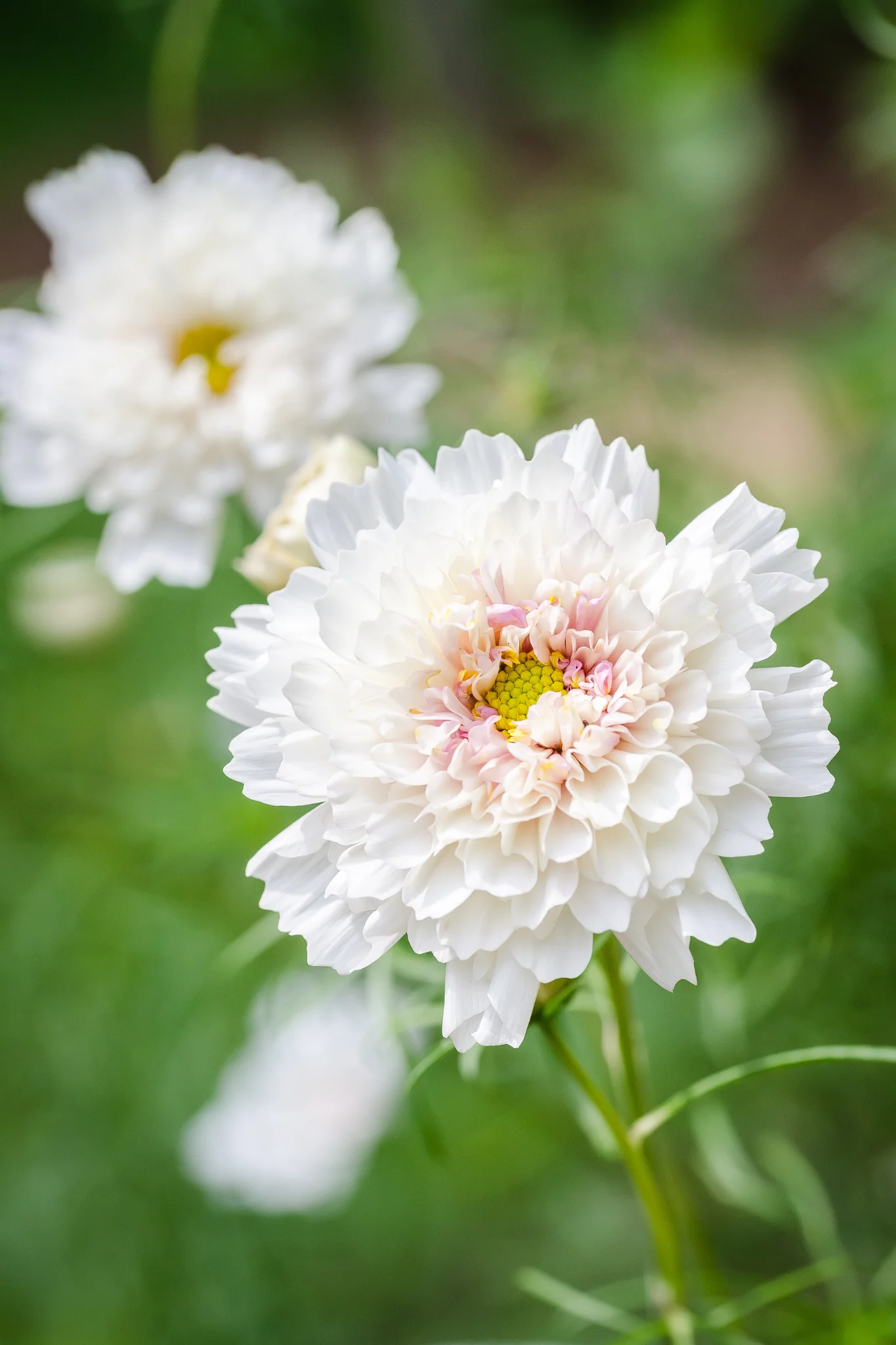Cosmos bipinnatus 'Double Click Snowpuff'
