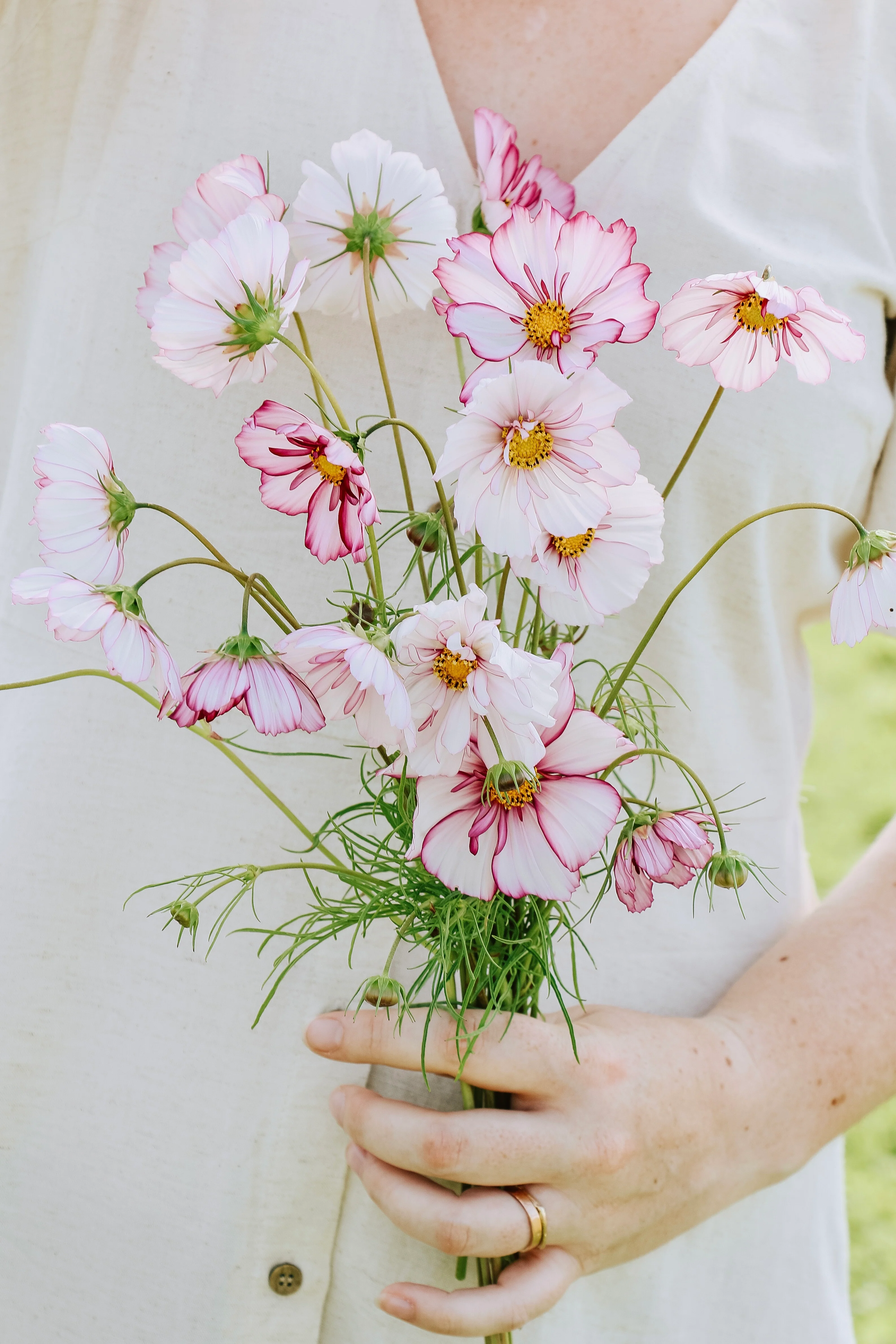 Cosmos bipinnatus 'Fizzy Rose Picotee'