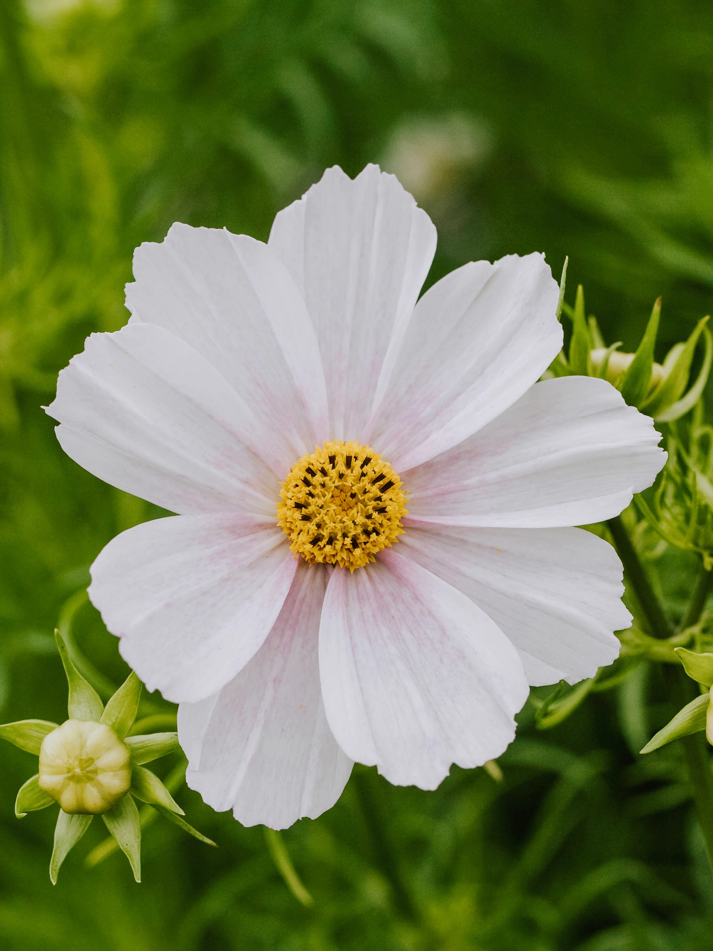Cosmos bipinnatus 'Tetra Versailles Flush'