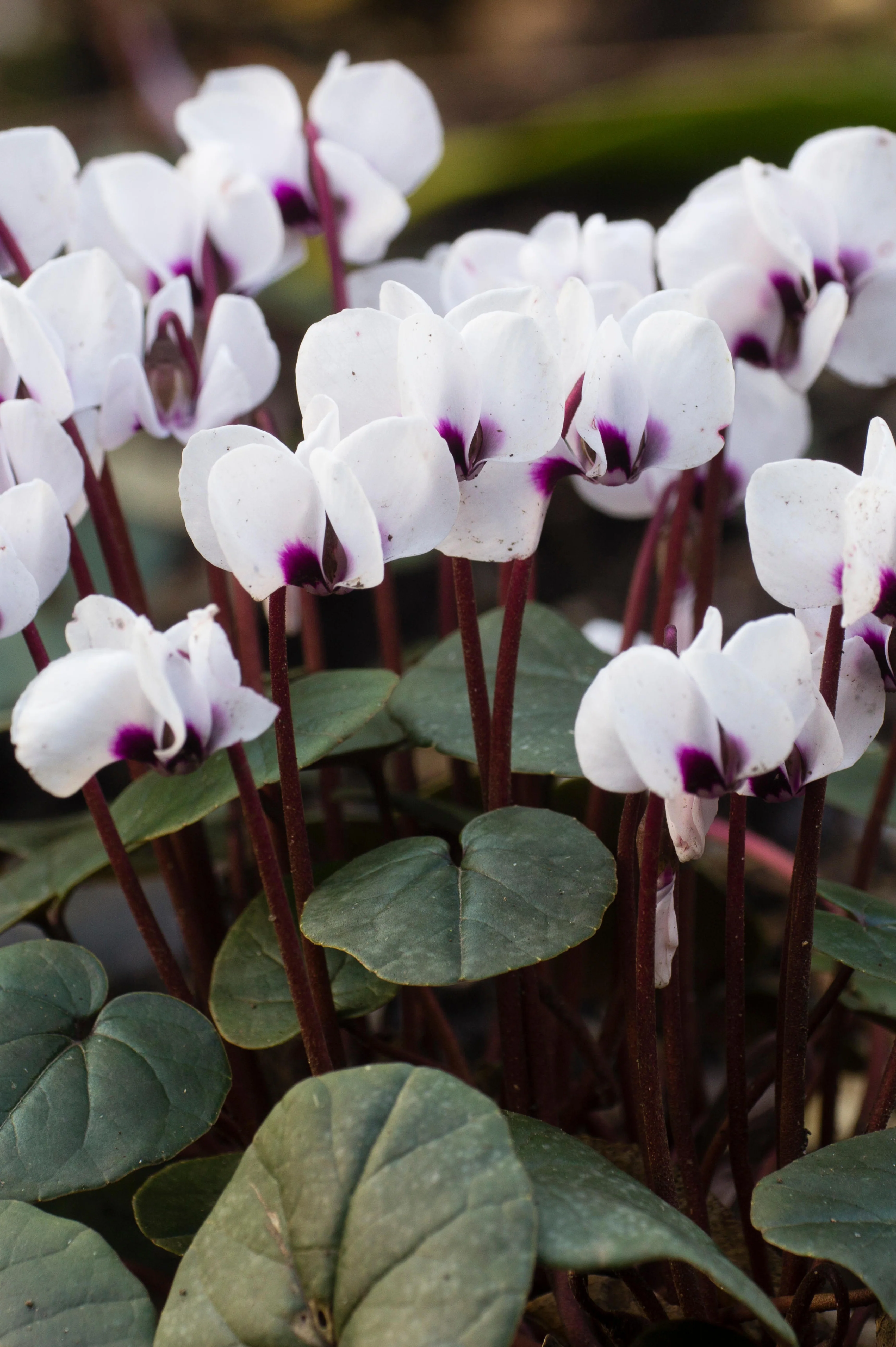 Cyclamen coum 'Album'