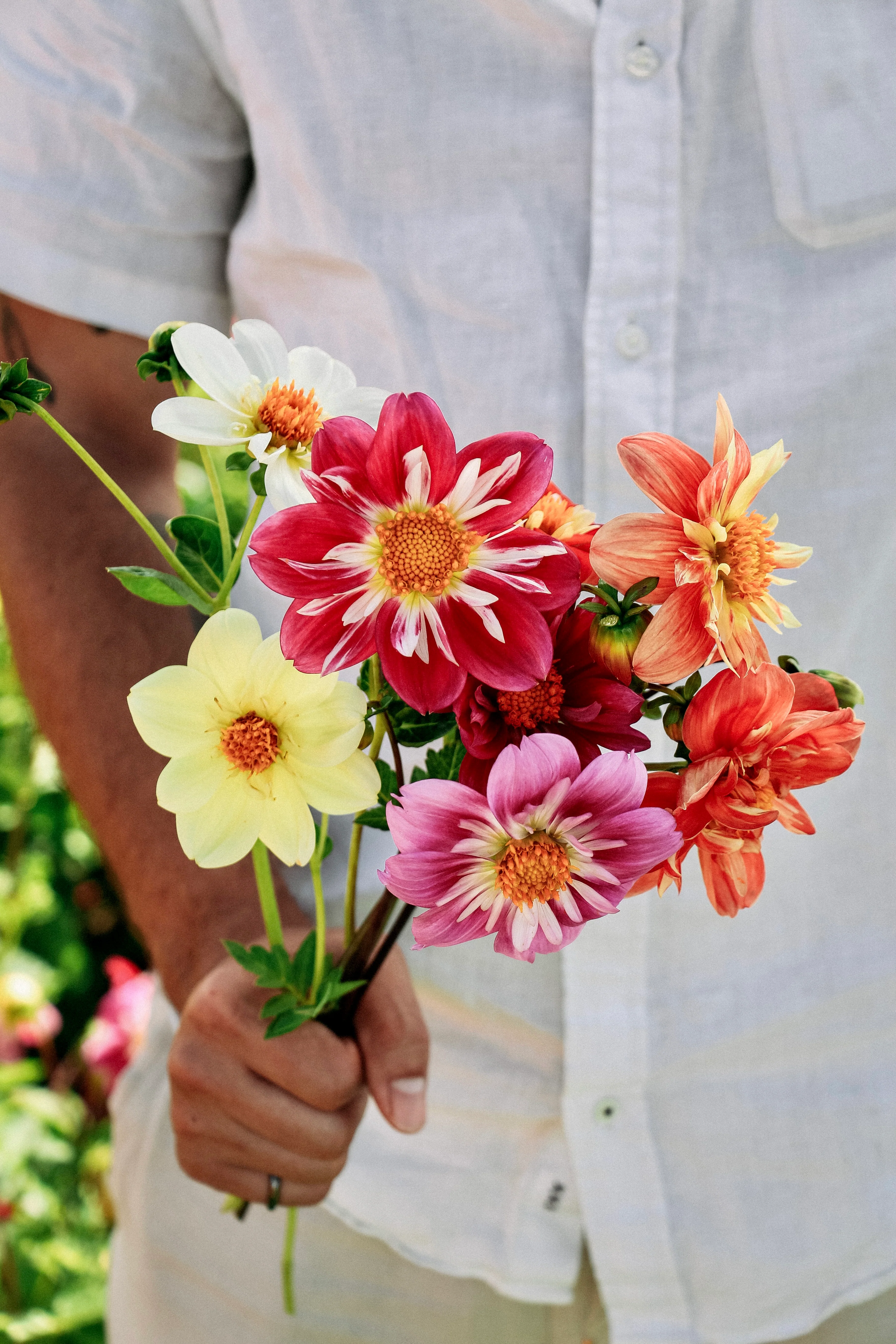 Dahlia pinnata 'Dandy Improved Mix'