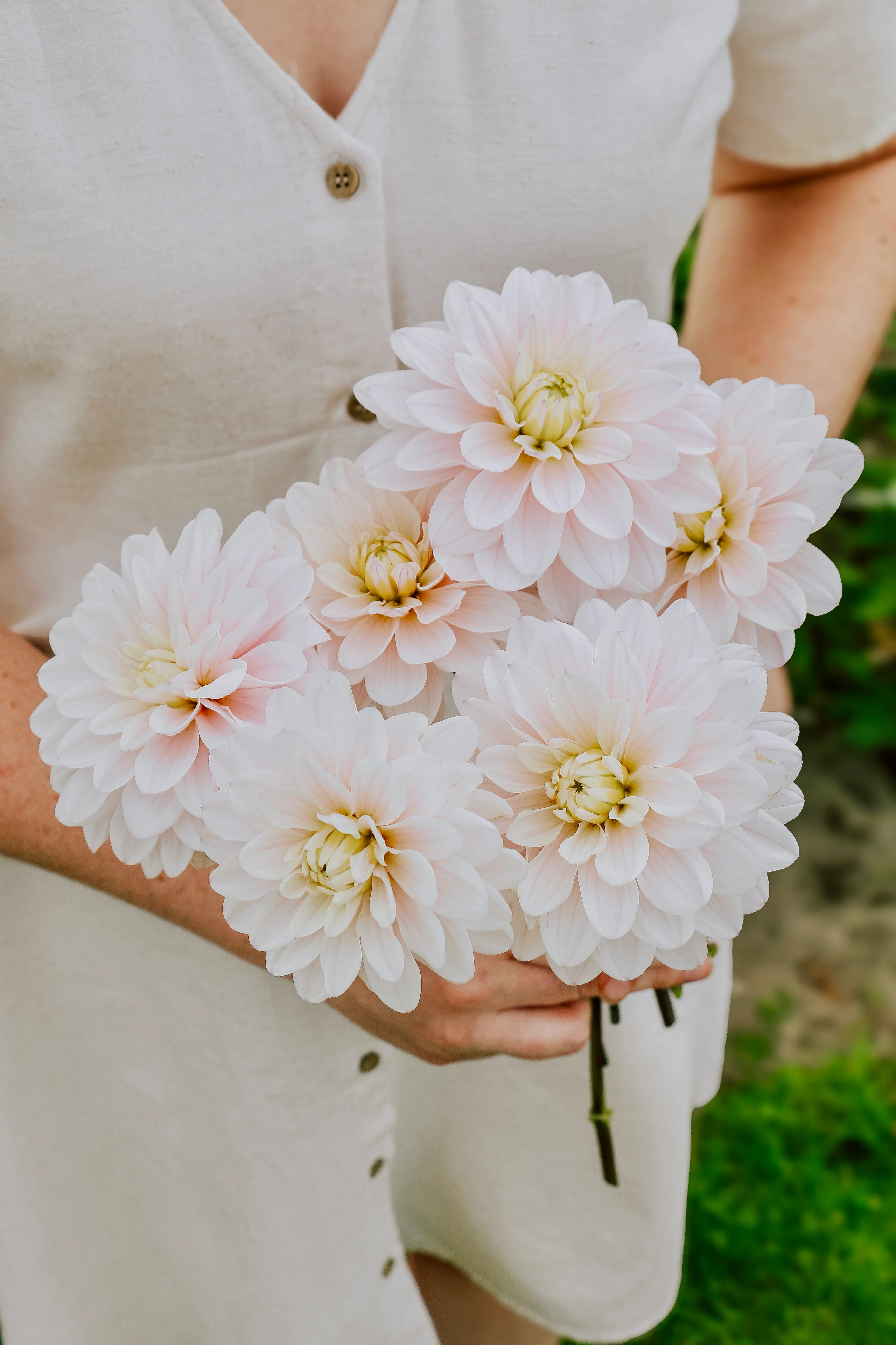 Dahlia 'Silver Years'