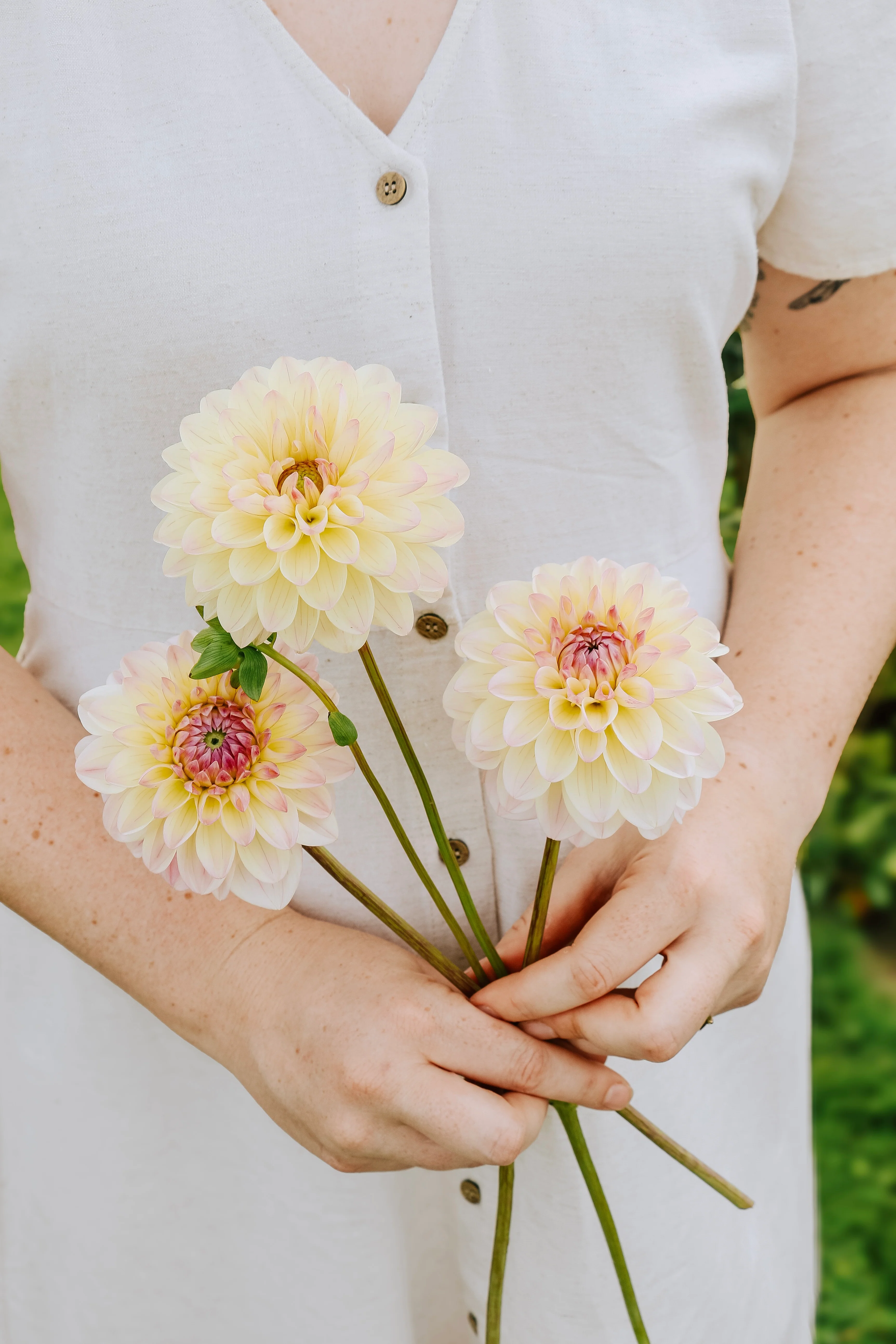Dahlia 'Sturm Kika'