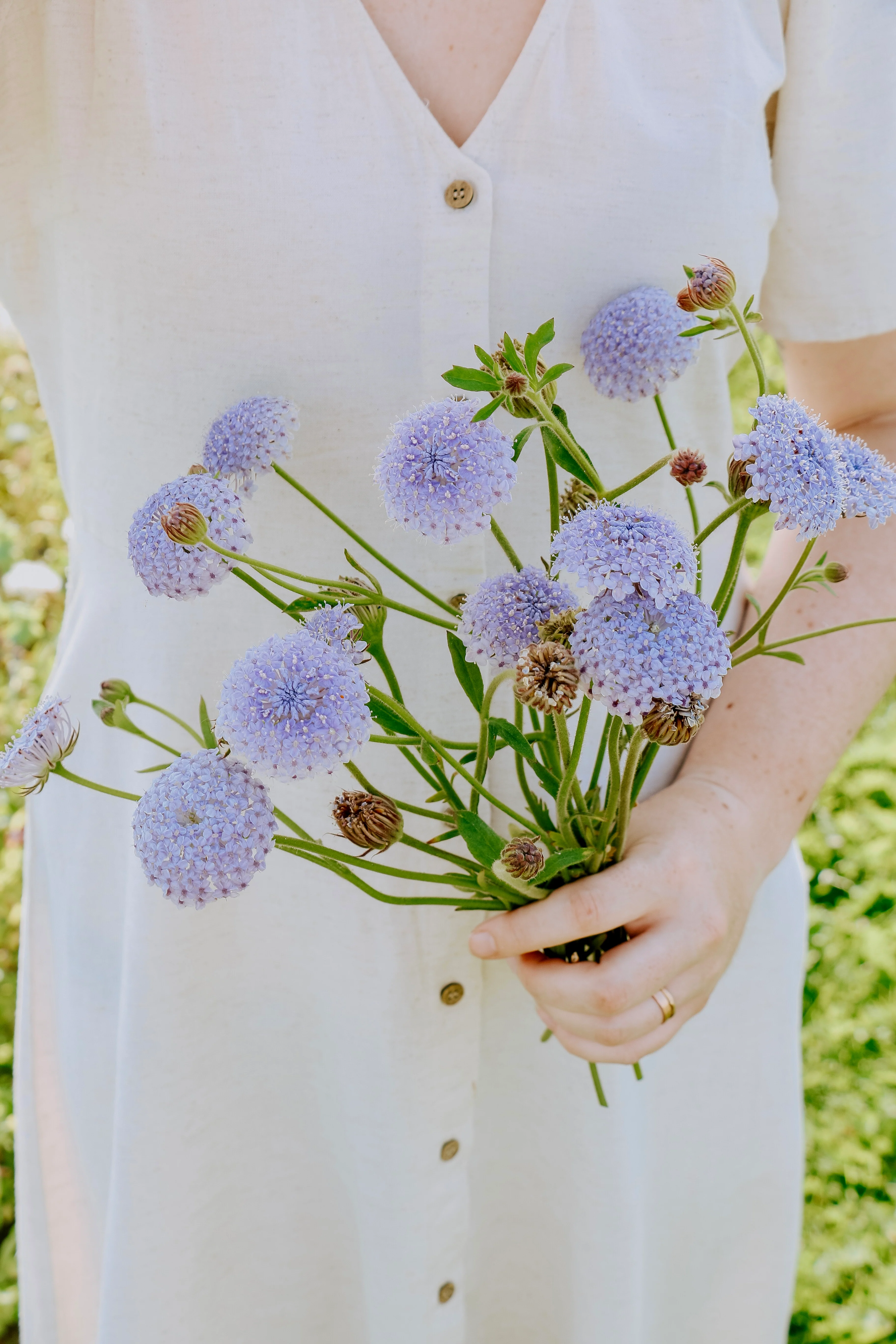 Didiscus caeruleus 'Lace Blue'