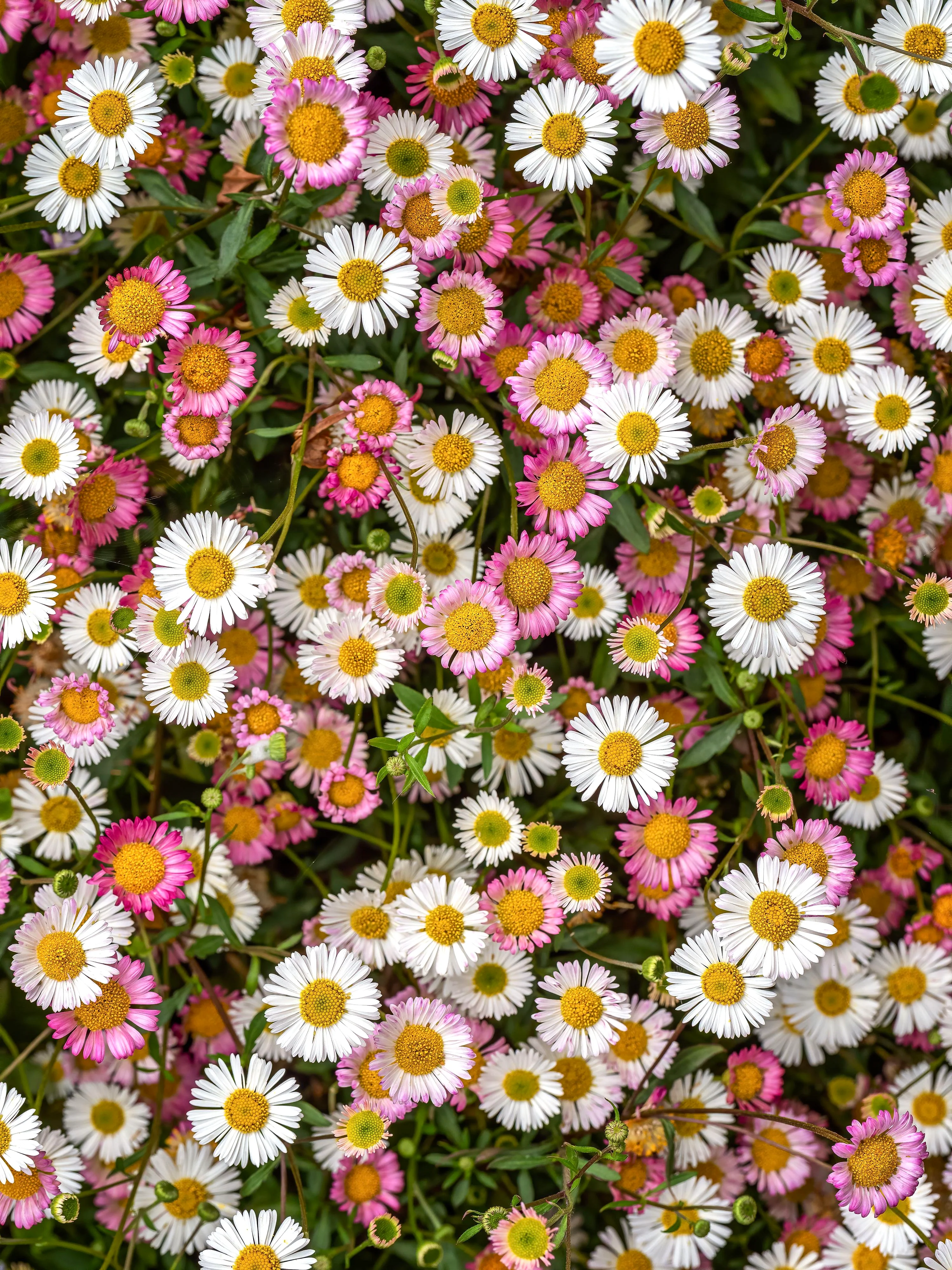 Erigeron karvinskianus