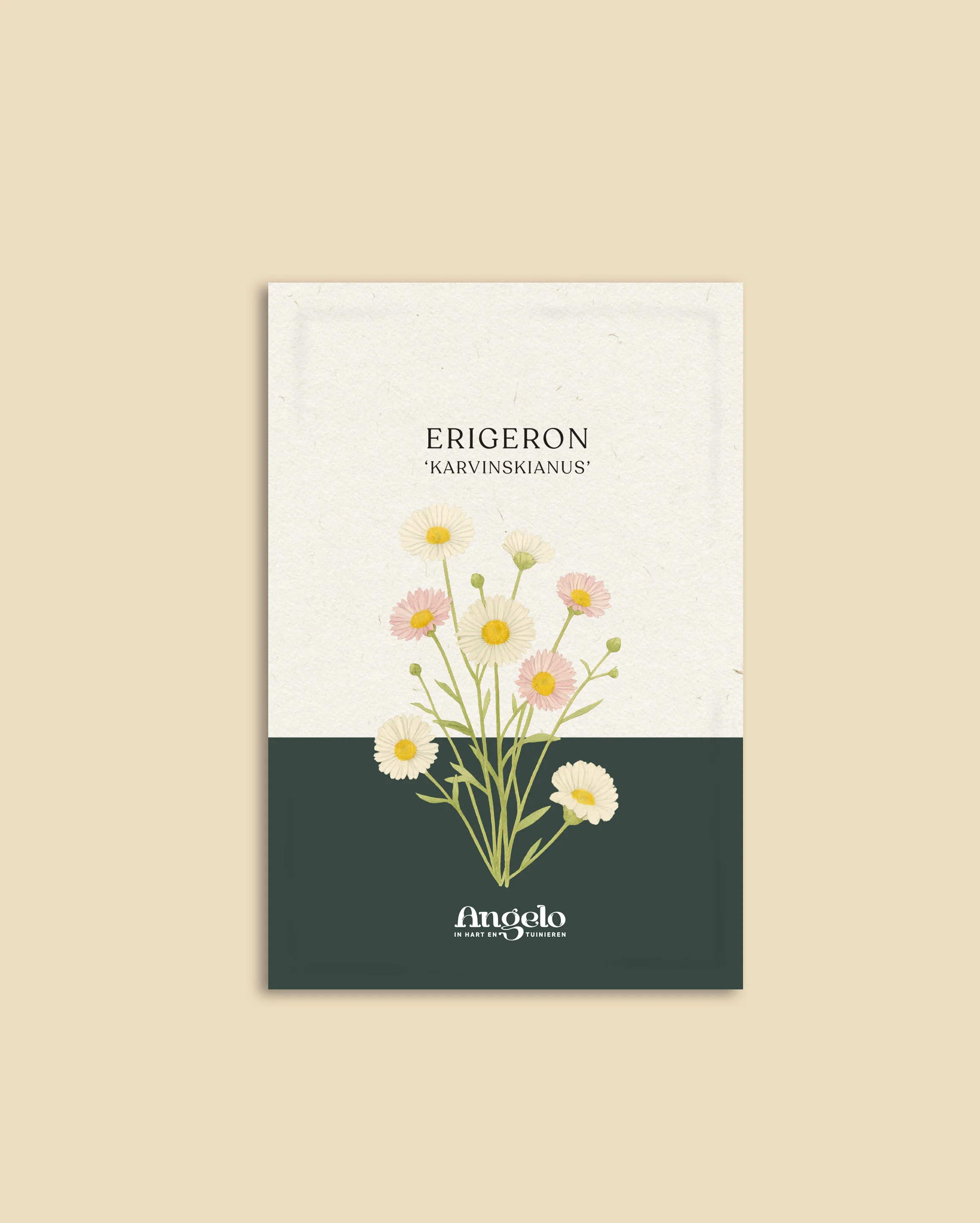 Erigeron karvinskianus - Image 2