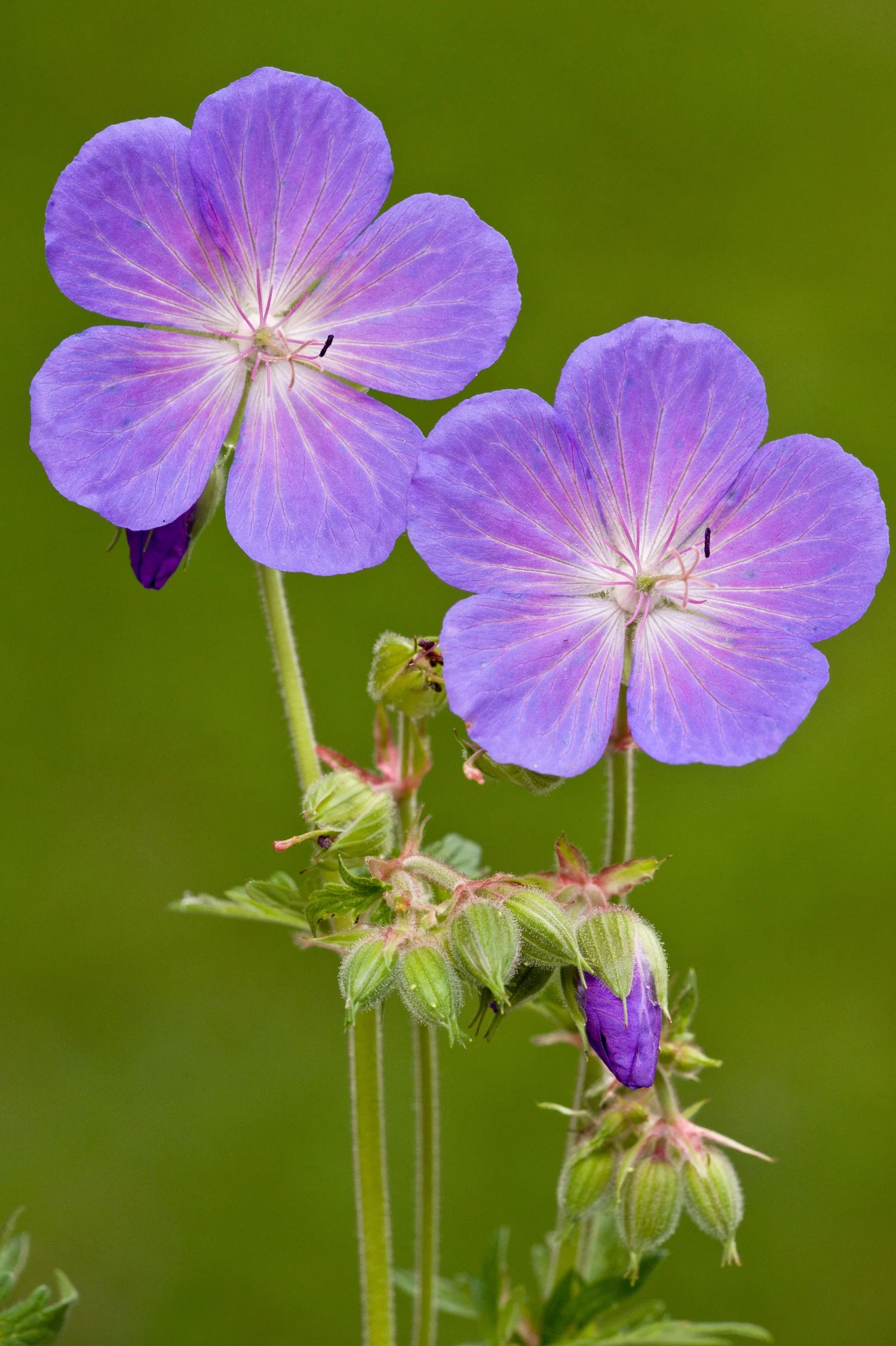 Geranium pratense