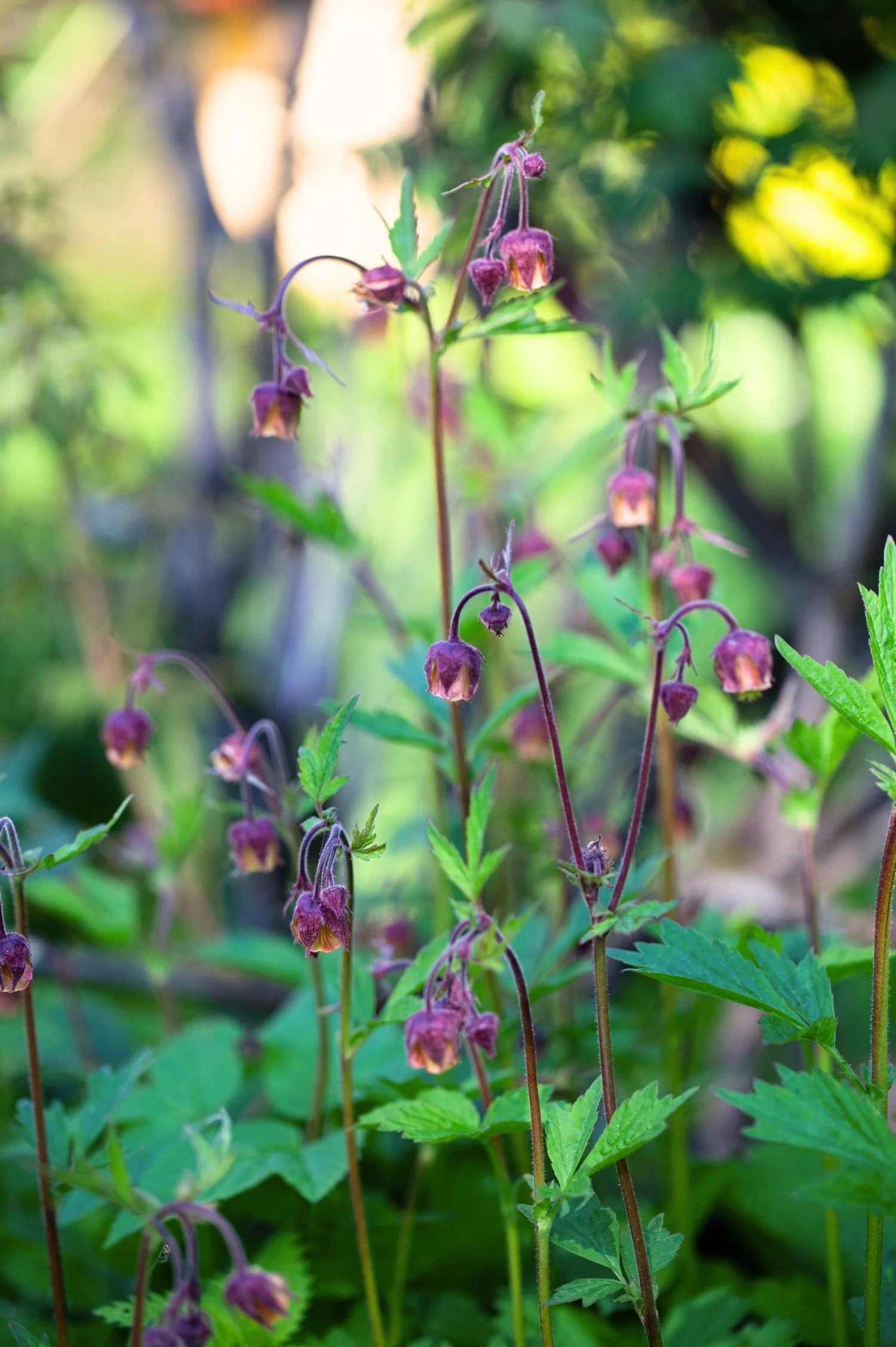 Geum rivale