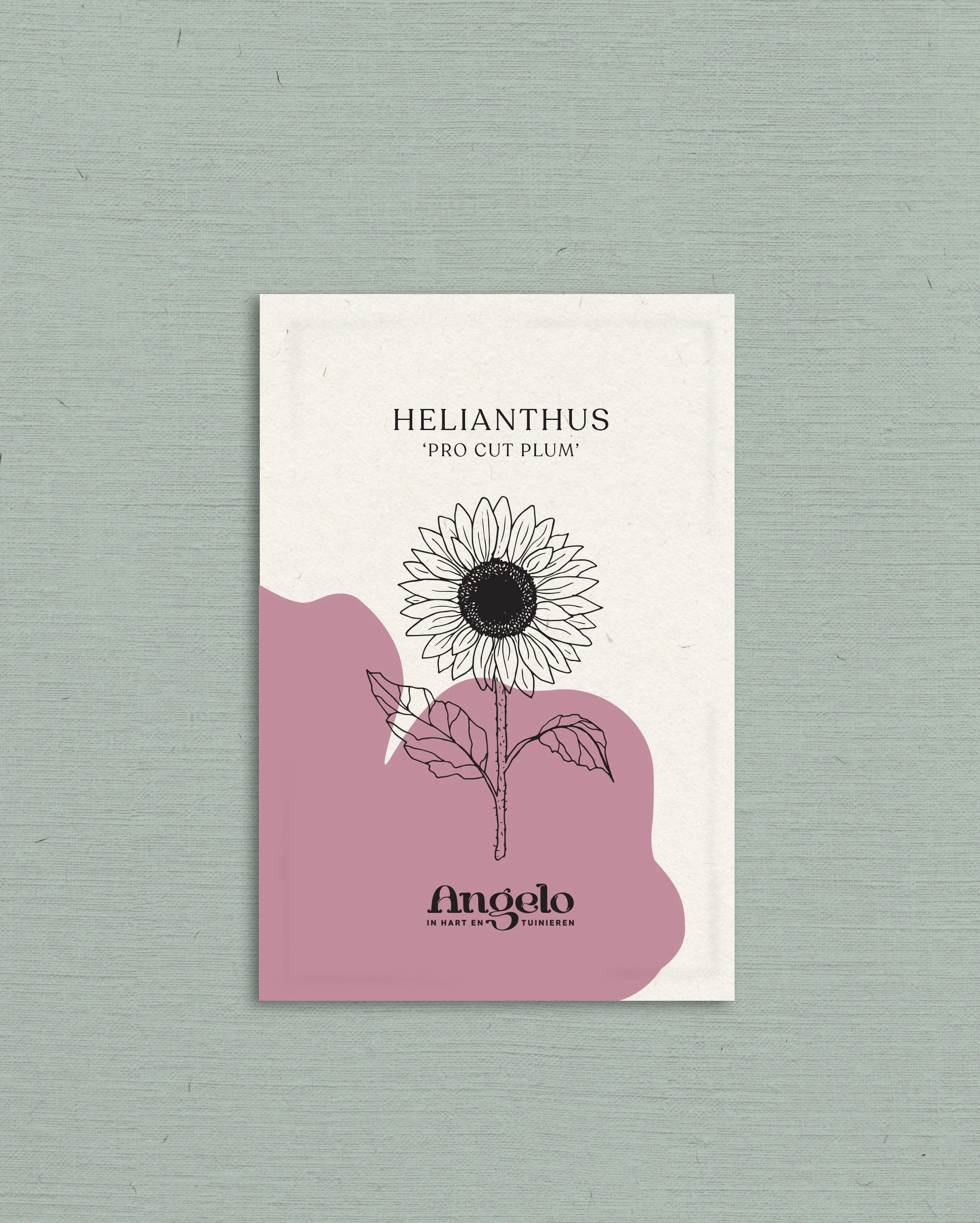 Helianthus annuus 'ProCut Plum' - Image 2