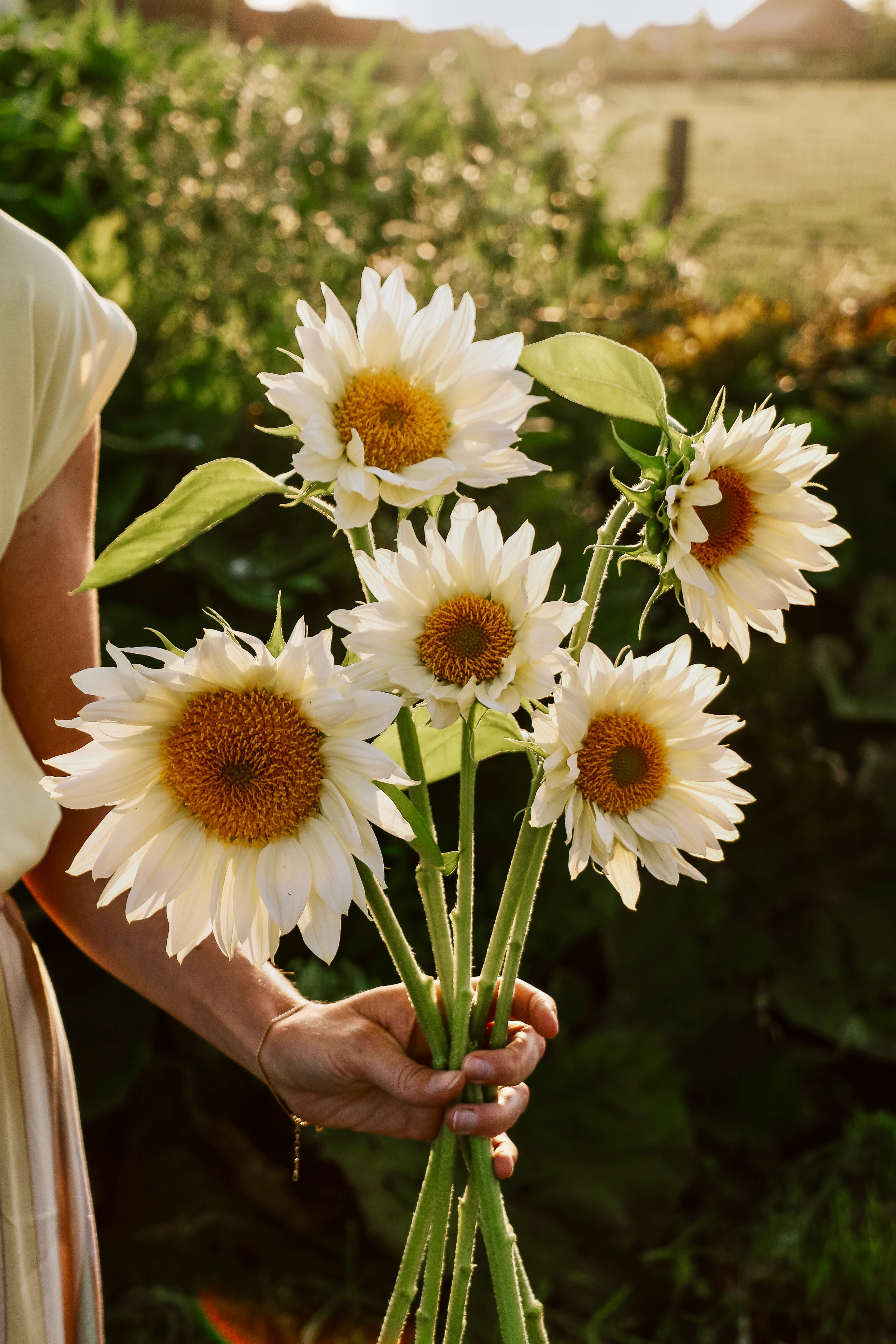 Helianthus annuus 'ProCut White Lite' - Image 3