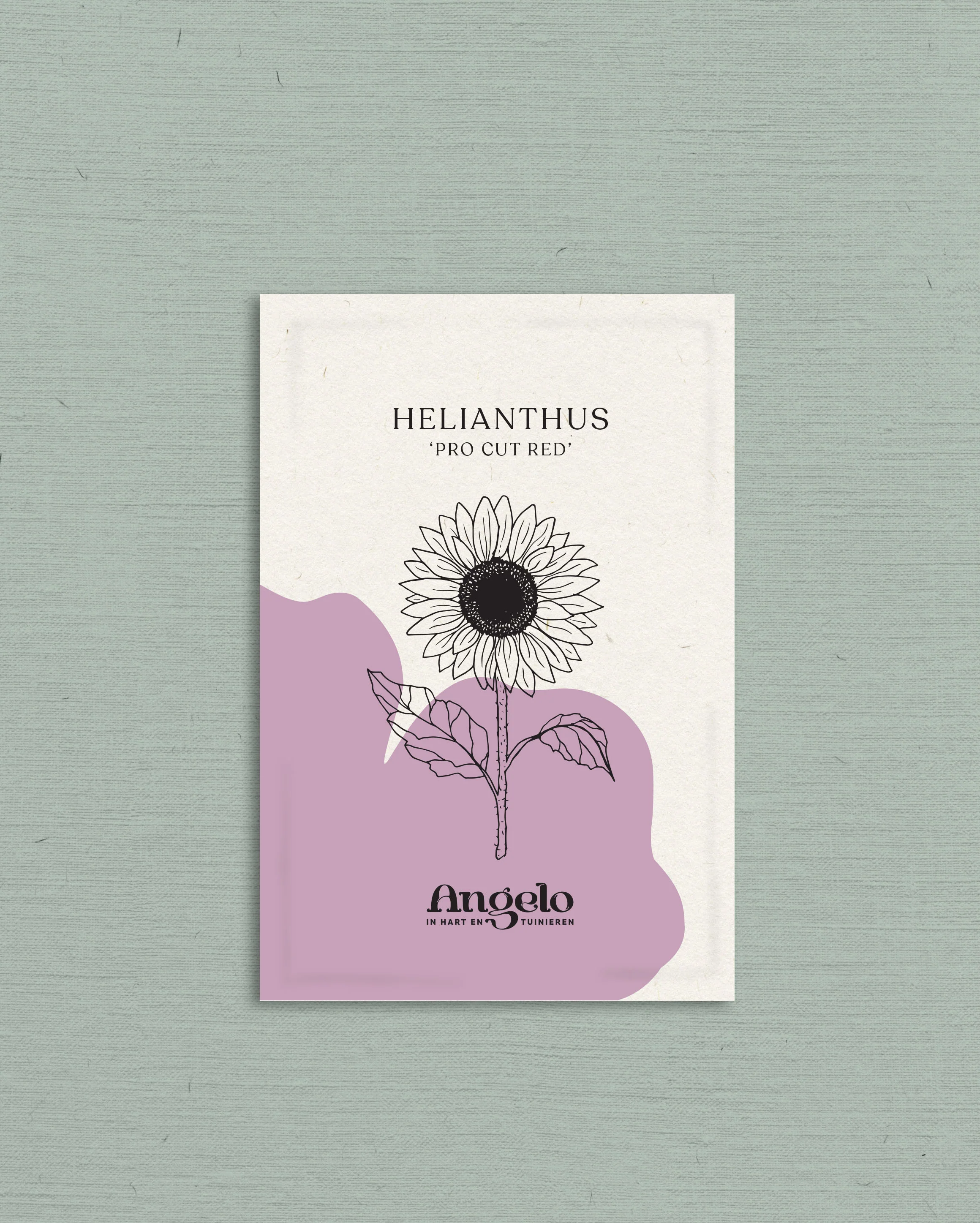 Helianthus annuus 'ProCut Red' - Image 2