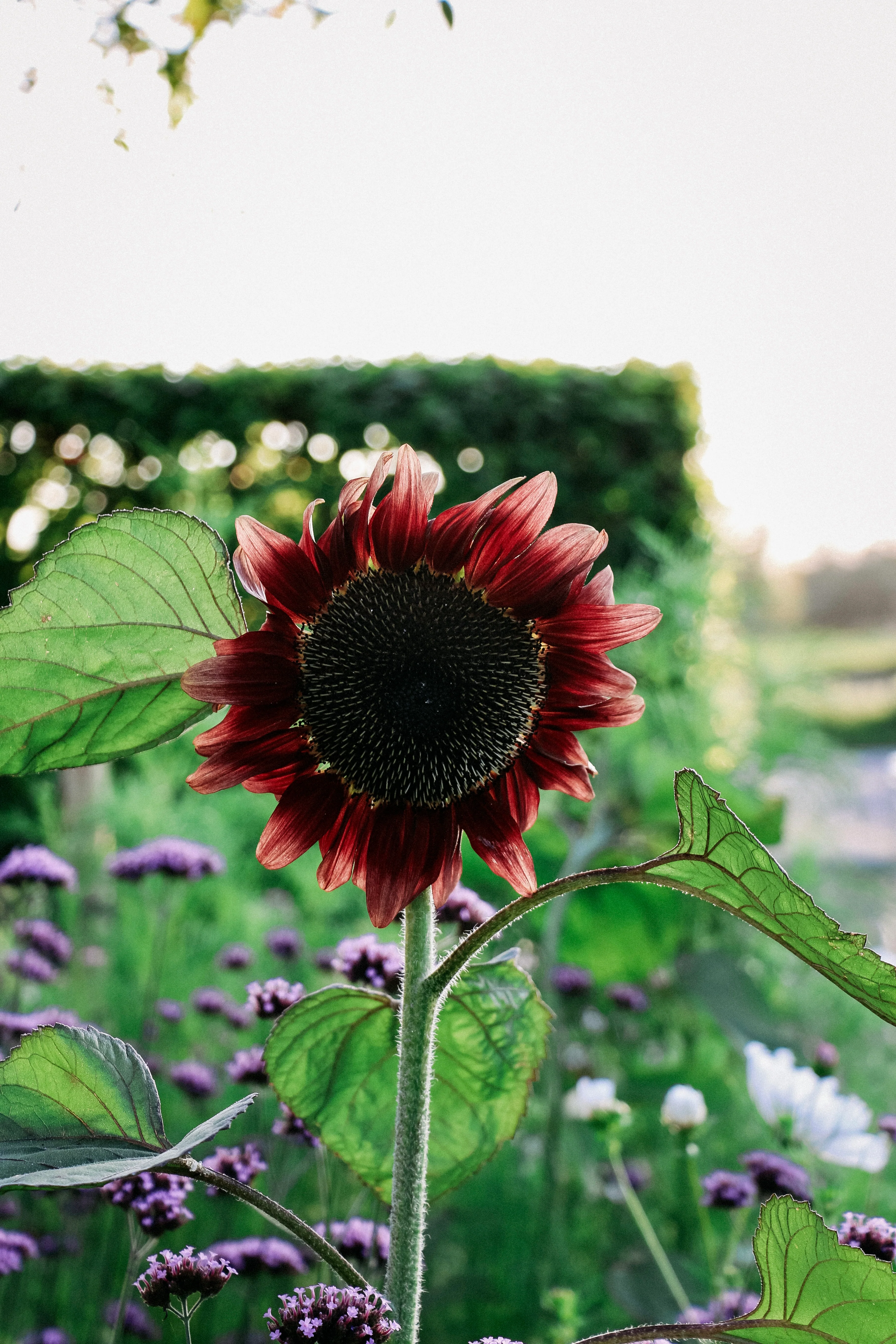 Helianthus annuus 'ProCut Red' - Image 3