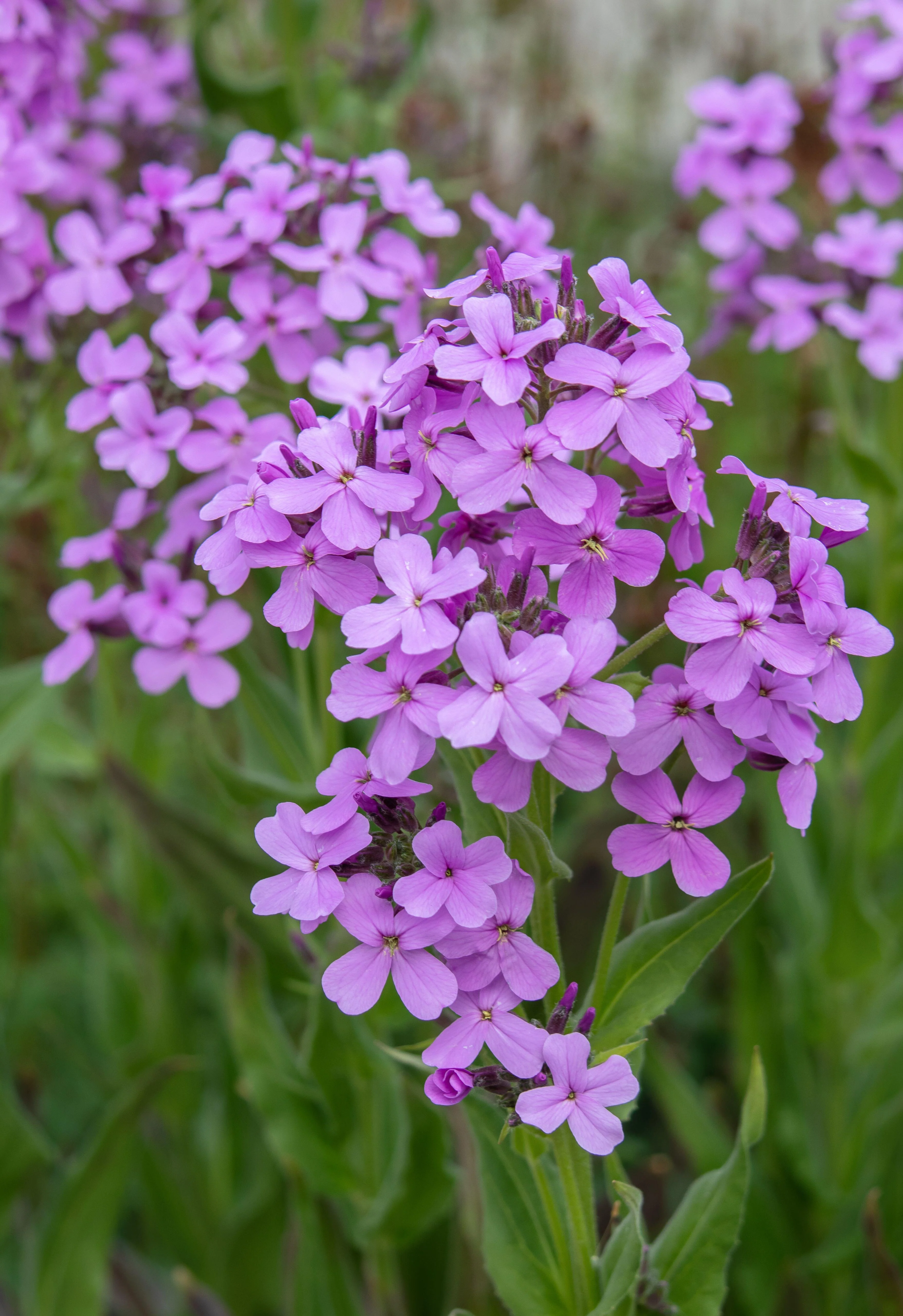 Hesperis matronalis 'Violet'
